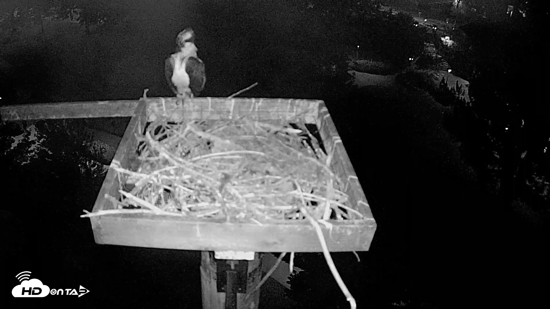 Snapshot of Coeur d'Alene Idaho Live Geese Cam taken Aug 22, 2026, 3:17am PDT