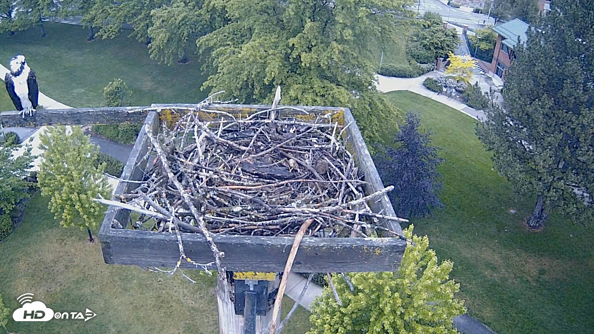 Snapshot of Coeur d'Alene Idaho Live Geese Cam taken May 27, 2026, 5:38am PDT