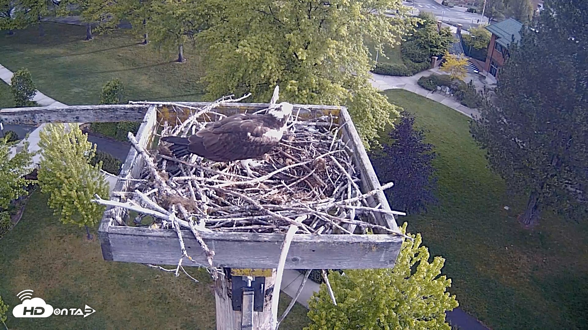Snapshot of Coeur d'Alene Idaho Live Geese Cam taken May 18, 2026, 7:05am PDT