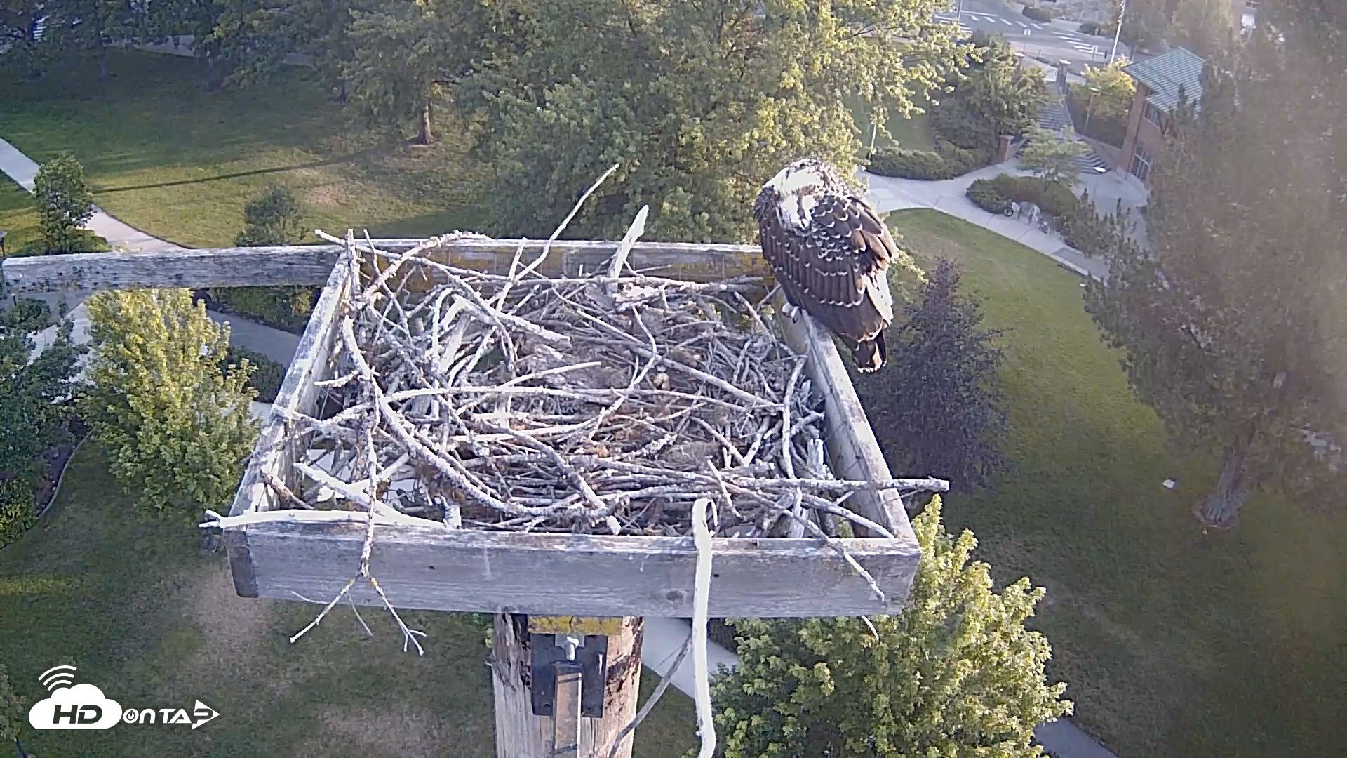Snapshot of Coeur d'Alene Idaho Live Geese Cam taken Jul 25, 2026, 6:34am PDT