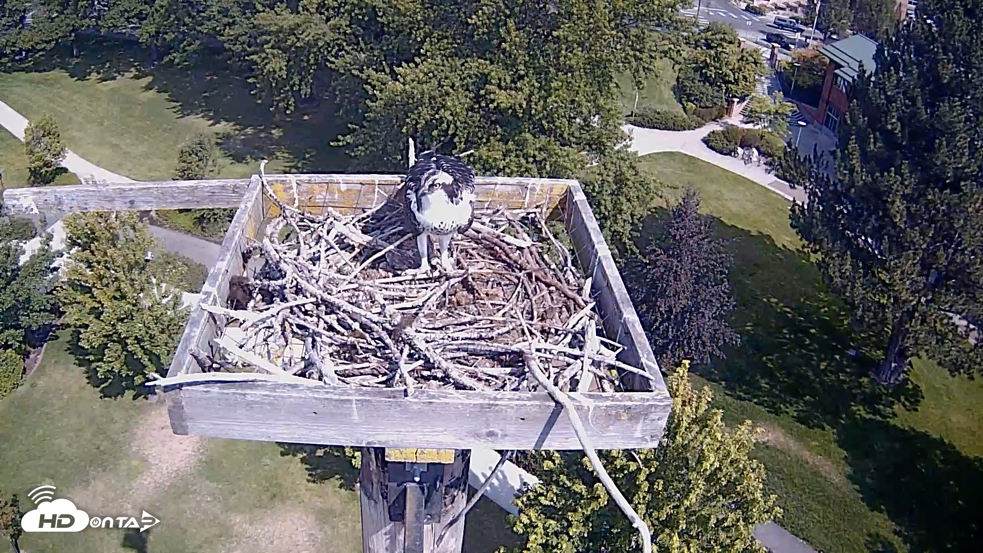 Snapshot of Coeur d'Alene Idaho Live Geese Cam taken Aug 19, 2026, 11:20am PDT