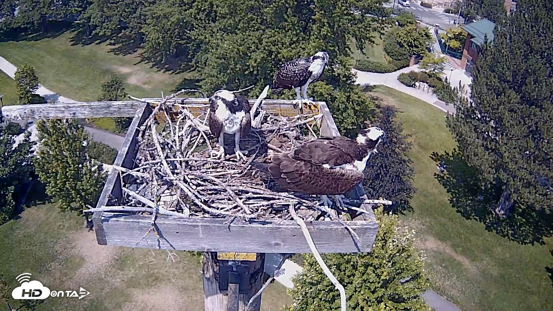 Snapshot of Coeur d'Alene Idaho Live Geese Cam taken Jul 28, 2026, 2:16pm PDT