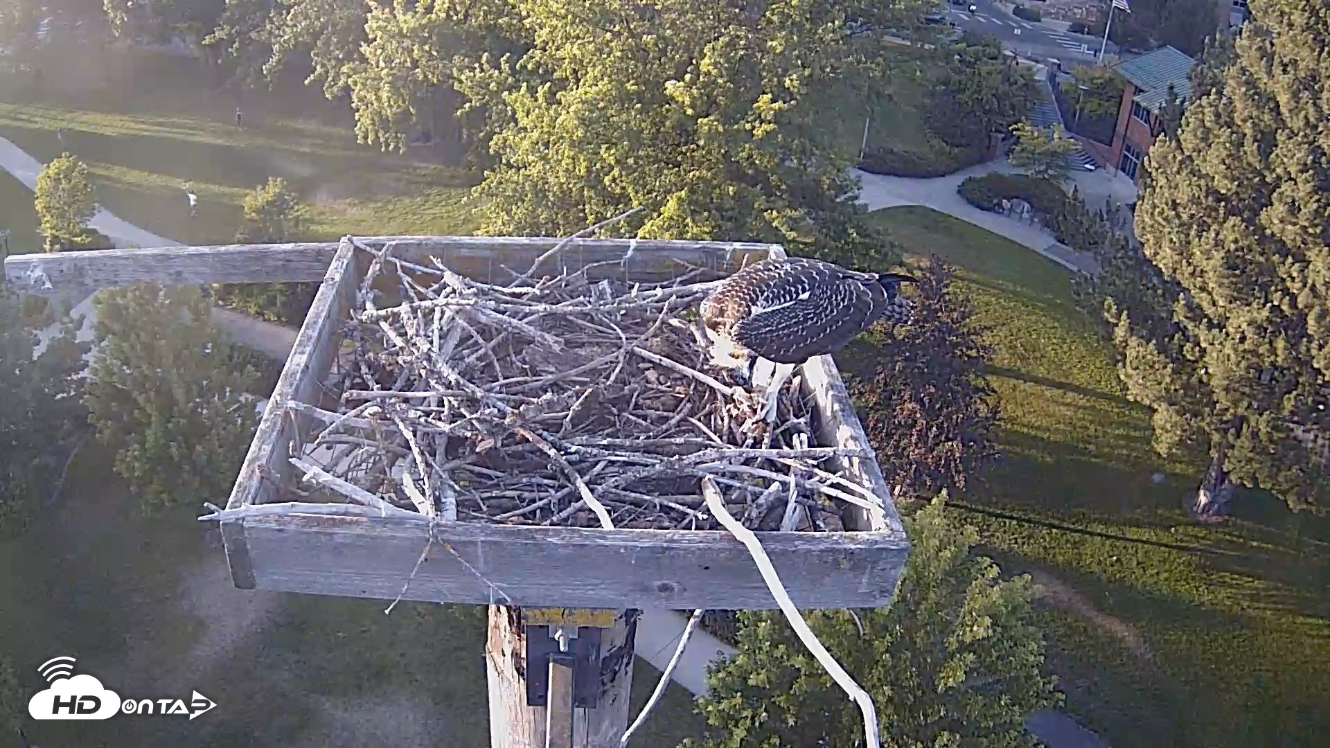 Snapshot of Coeur d'Alene Idaho Live Geese Cam taken Aug 1, 2026, 7:37pm PDT