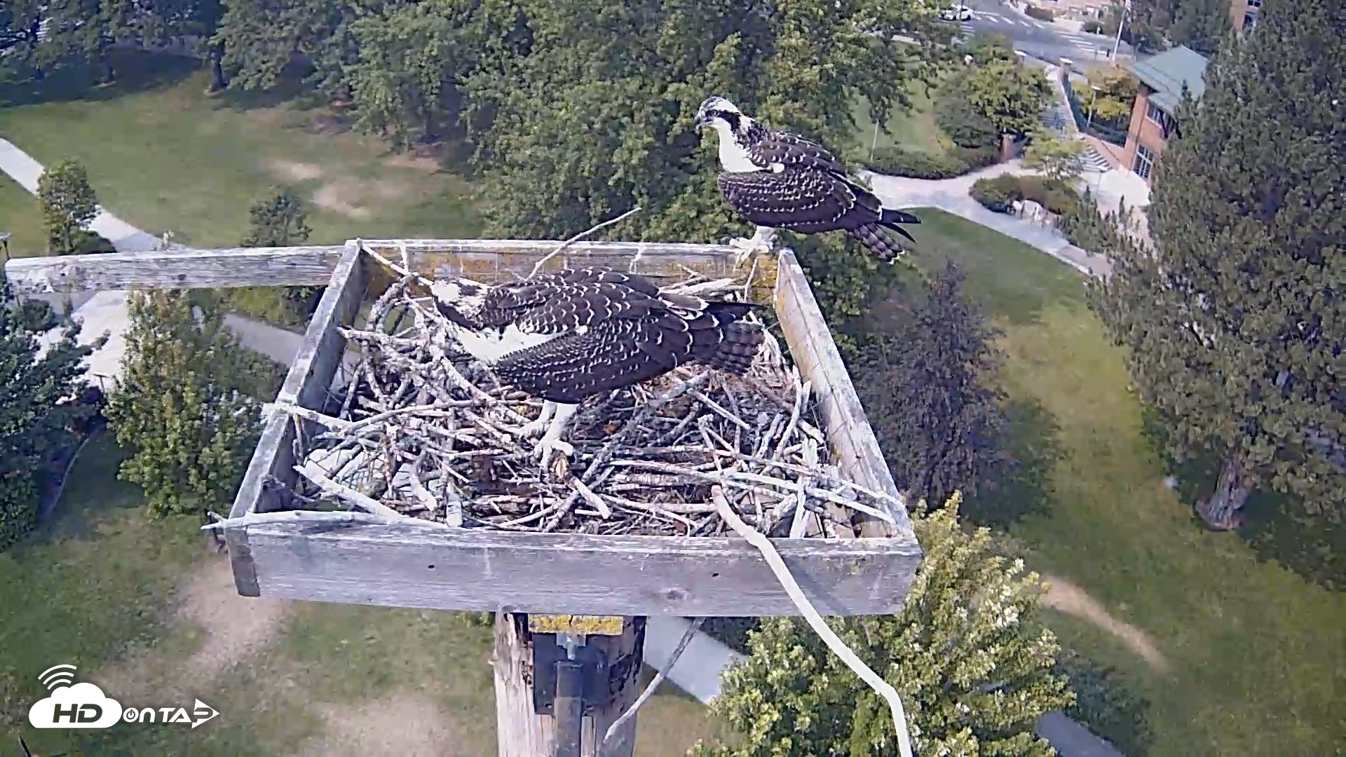 Snapshot of Coeur d'Alene Idaho Live Geese Cam taken Aug 7, 2026, 3:37pm PDT