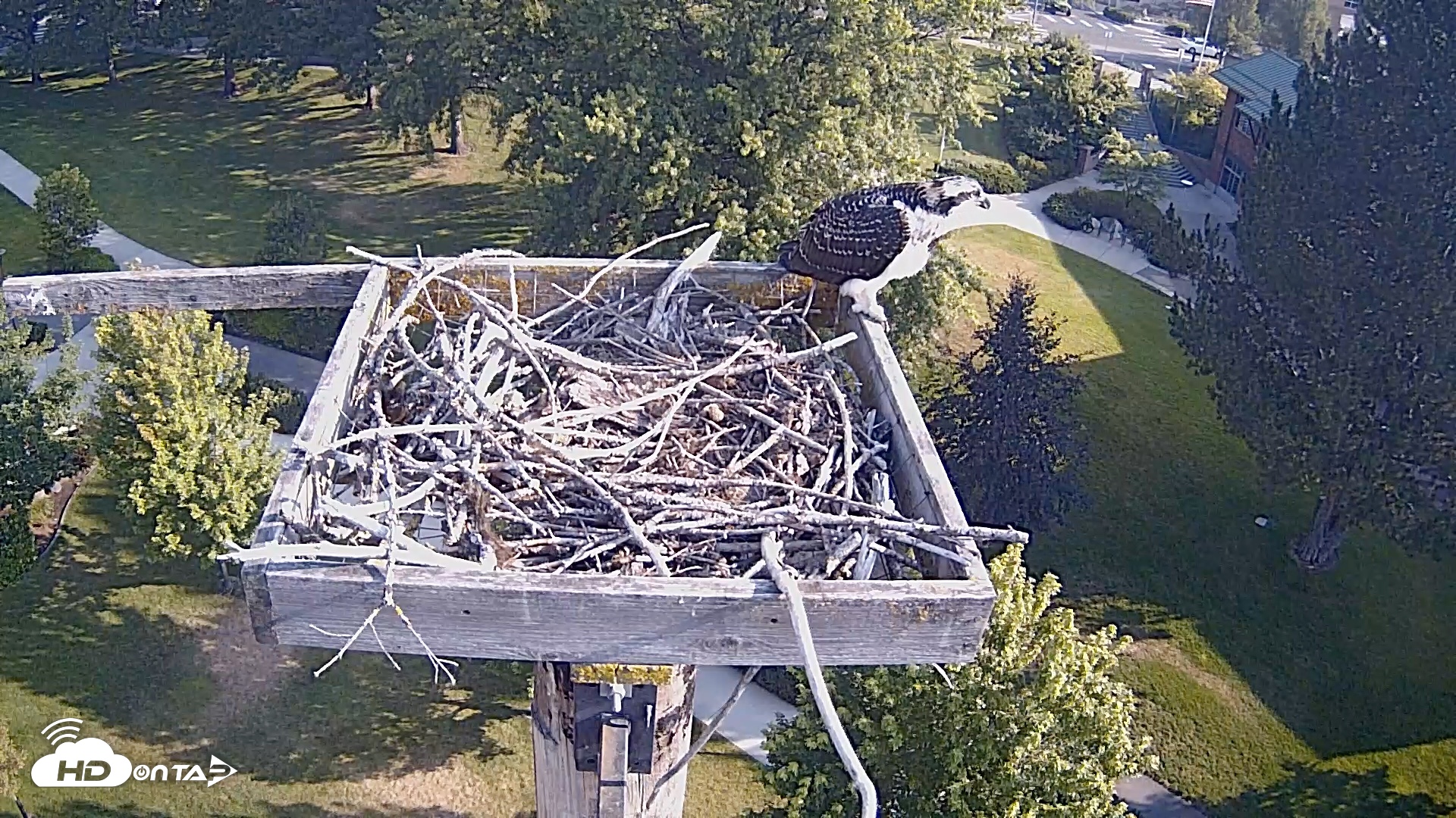 Snapshot of Coeur d'Alene Idaho Live Geese Cam taken Jul 29, 2026, 8:16am PDT