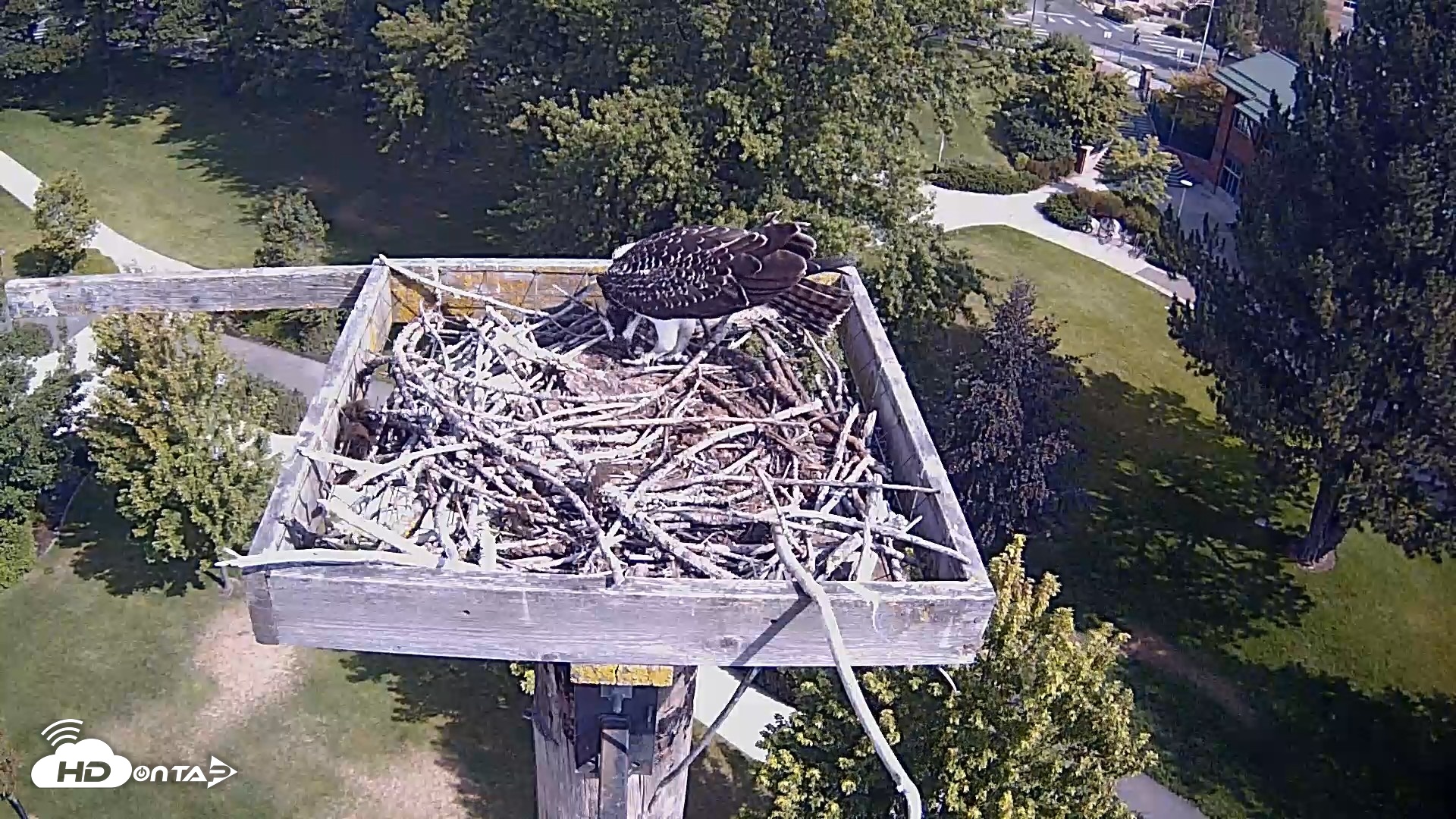 Snapshot of Coeur d'Alene Idaho Live Geese Cam taken Aug 16, 2026, 10:22am PDT