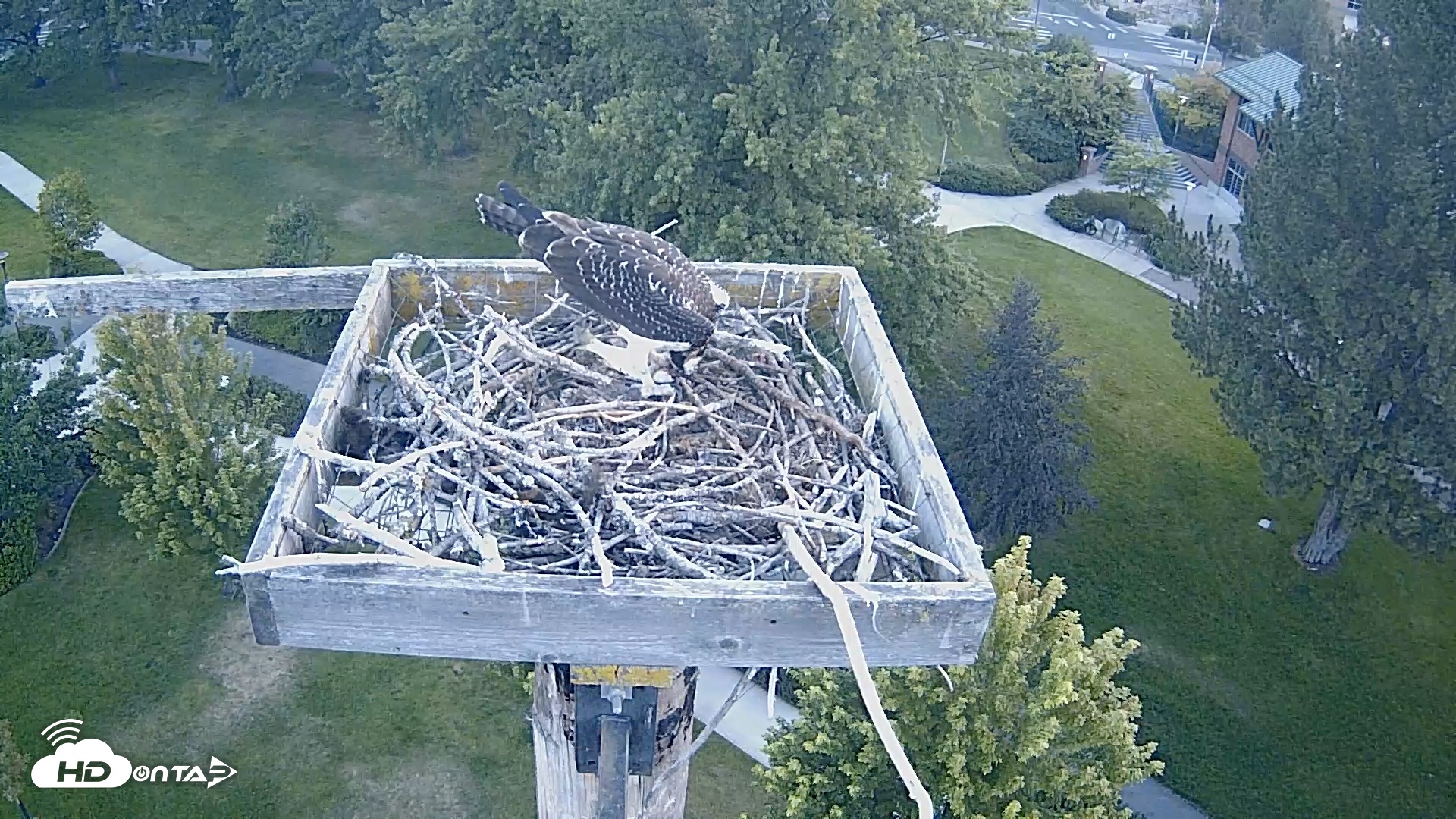 Snapshot of Coeur d'Alene Idaho Live Geese Cam taken Aug 22, 2026, 6:09am PDT