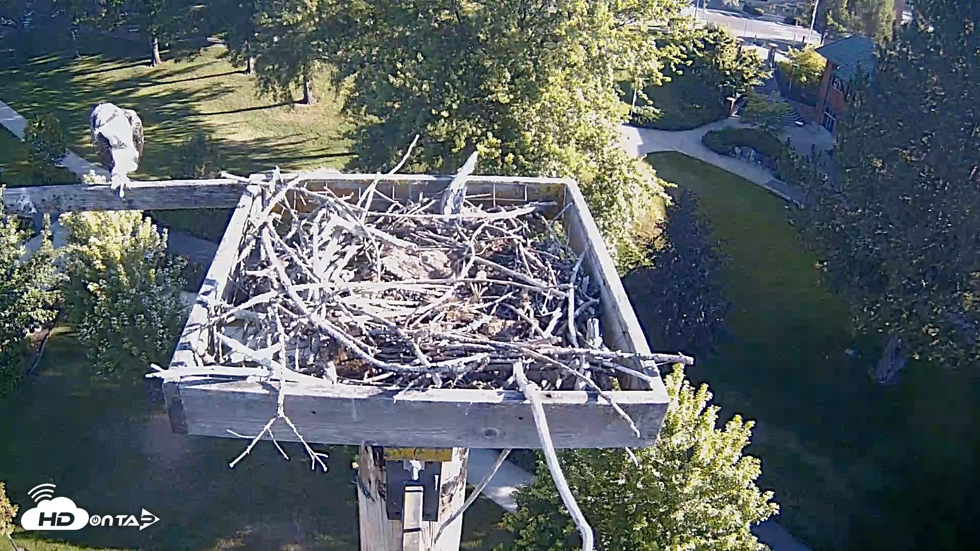 Snapshot of Coeur d'Alene Idaho Live Geese Cam taken Jul 26, 2026, 7:37am PDT