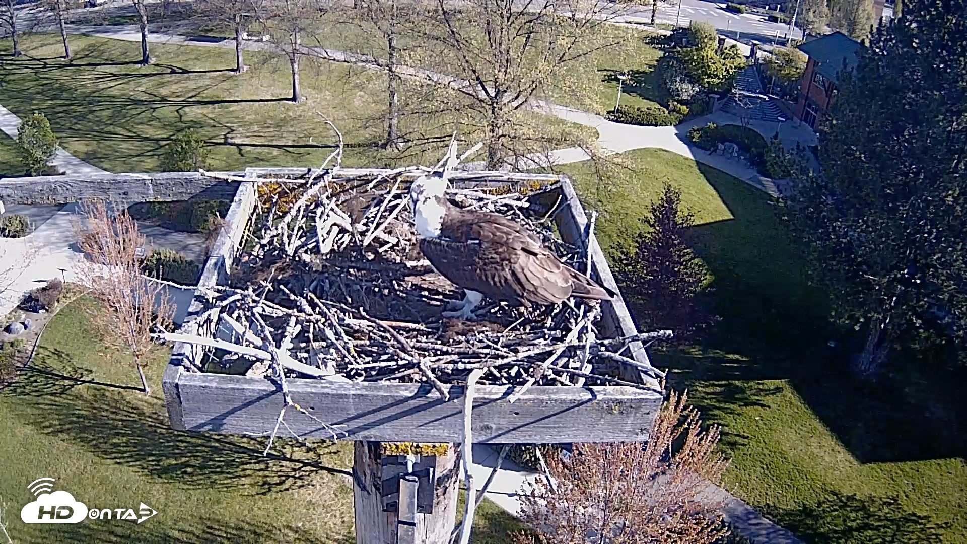 Snapshot of Coeur d'Alene Idaho Live Geese Cam taken May 1, 2026, 8:23am PDT