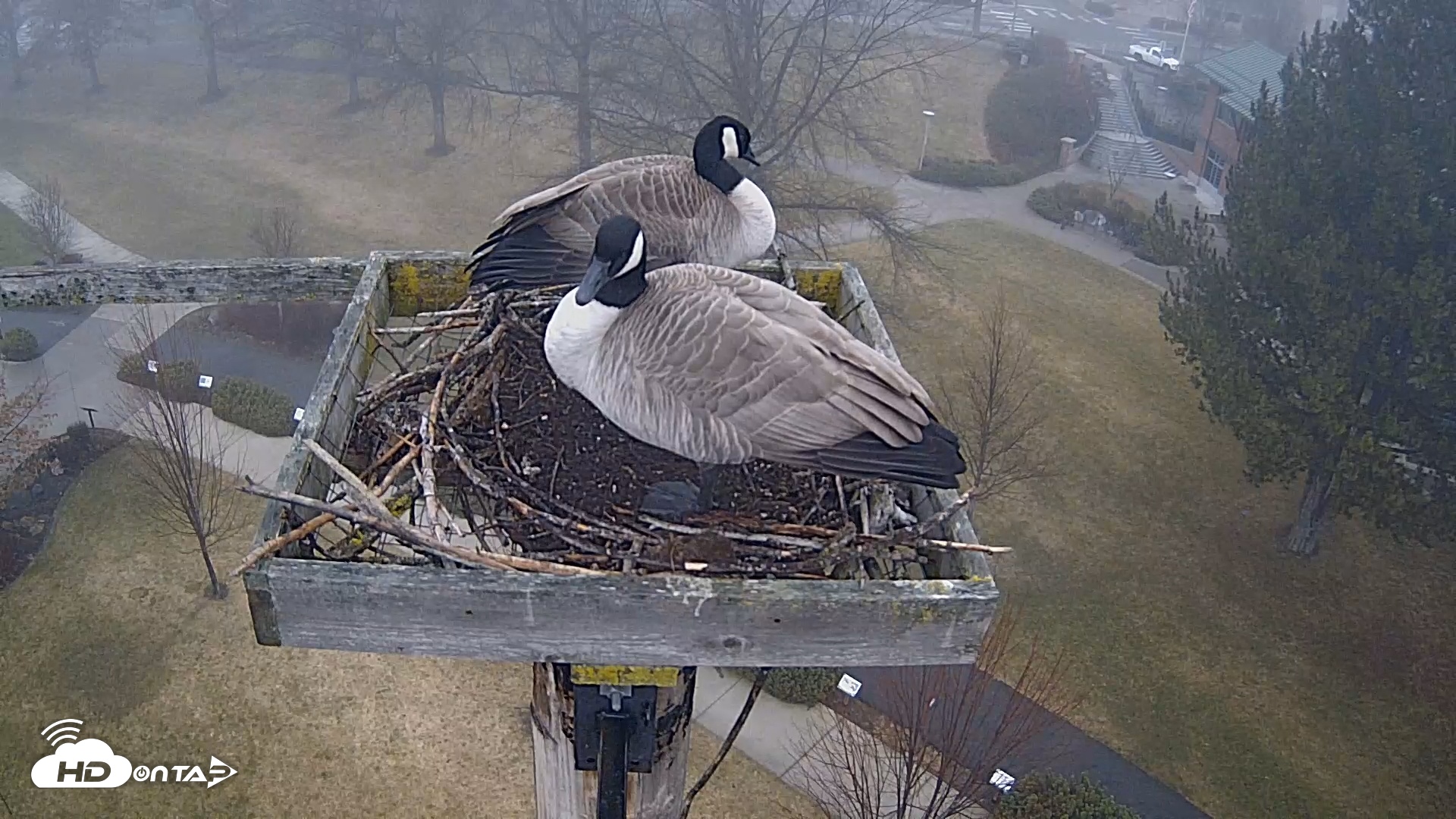 Snapshot of Coeur d'Alene Idaho Live Geese Cam taken Feb 1, 2026, 8:15am PST
