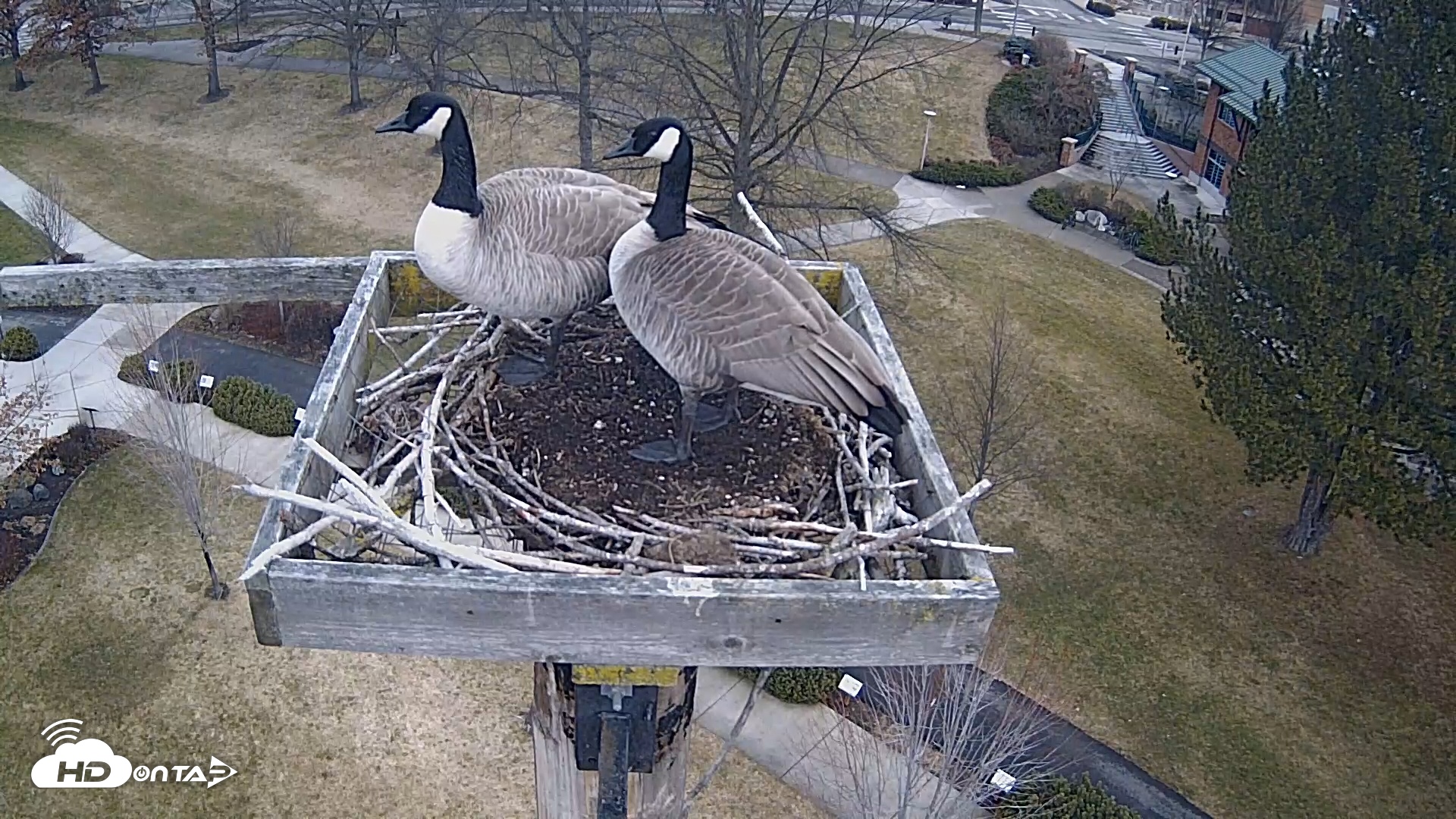 Snapshot of Coeur d'Alene Idaho Live Geese Cam taken Jan 31, 2026, 8:17am PST