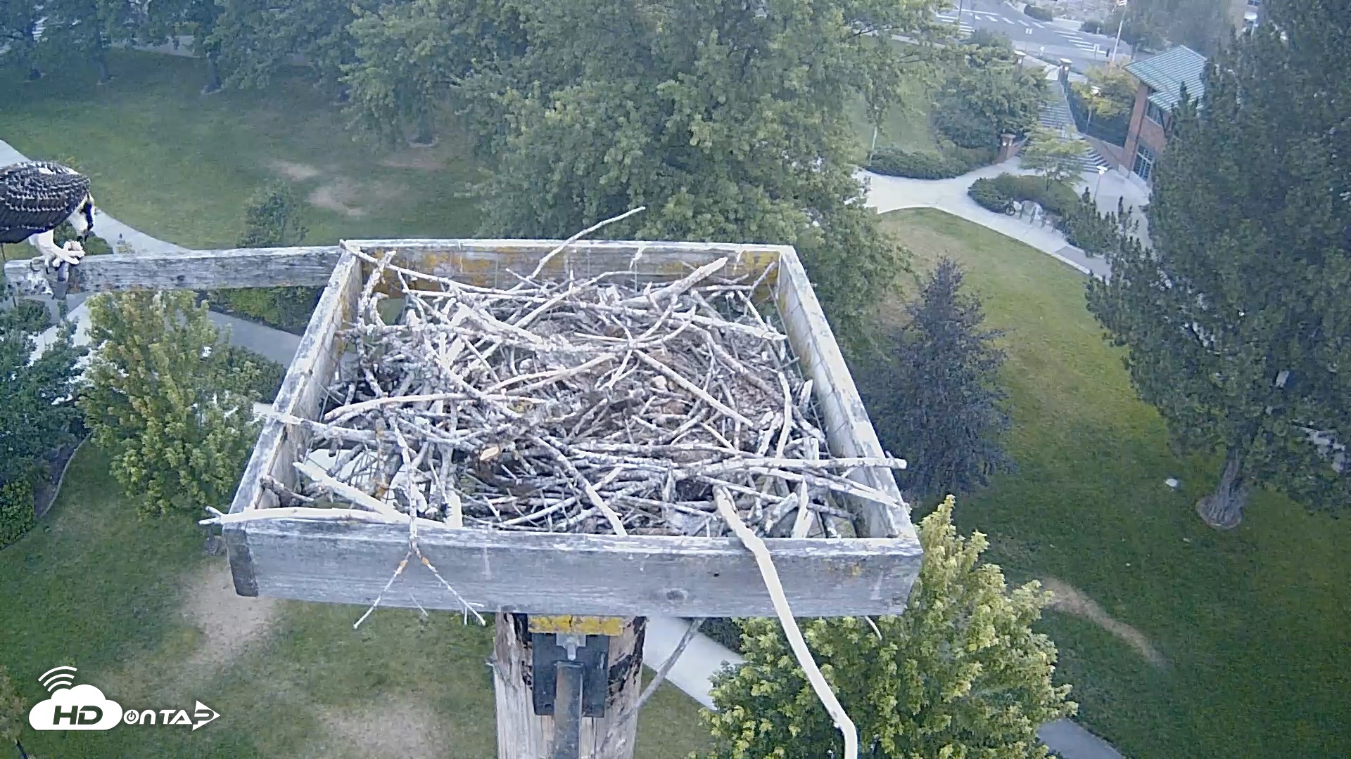 Snapshot of Coeur d'Alene Idaho Live Geese Cam taken Aug 3, 2026, 5:32am PDT