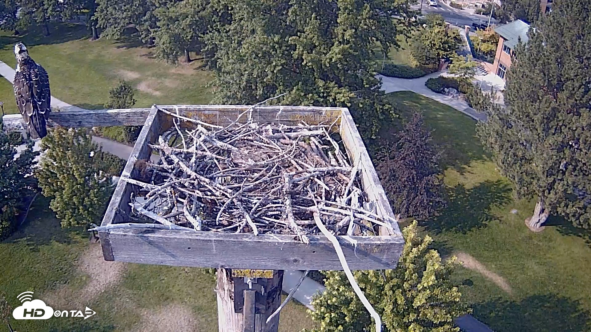 Snapshot of Coeur d'Alene Idaho Live Geese Cam taken Aug 14, 2026, 4:52pm PDT