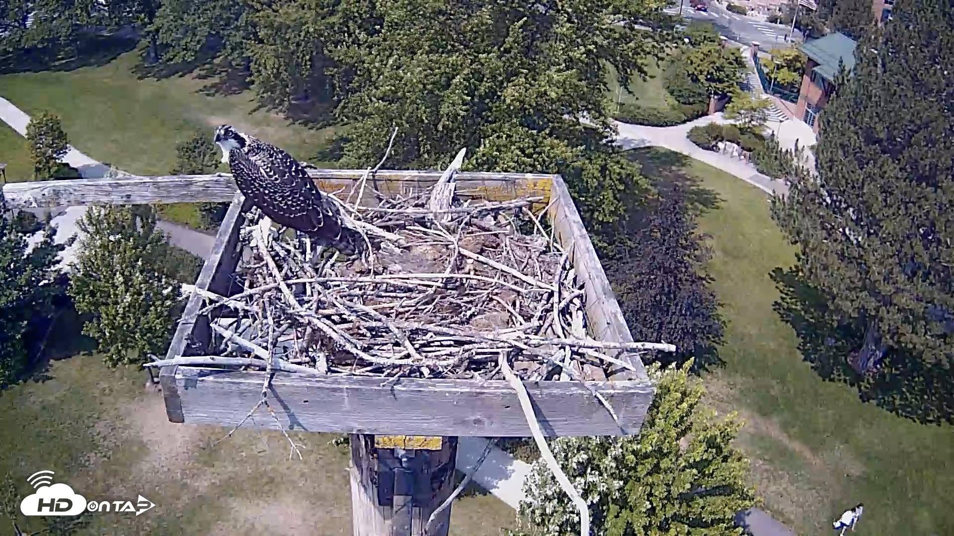 Snapshot of Coeur d'Alene Idaho Live Geese Cam taken Jul 25, 2026, 2:50pm PDT