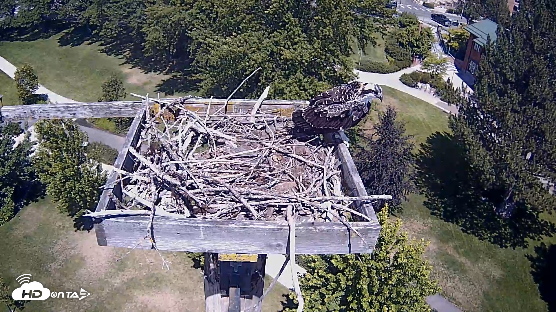 Snapshot of Coeur d'Alene Idaho Live Geese Cam taken Jul 24, 2026, 1:01pm PDT