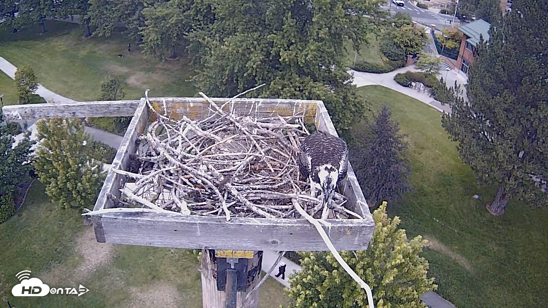 Snapshot of Coeur d'Alene Idaho Live Geese Cam taken Aug 19, 2026, 3:09pm PDT