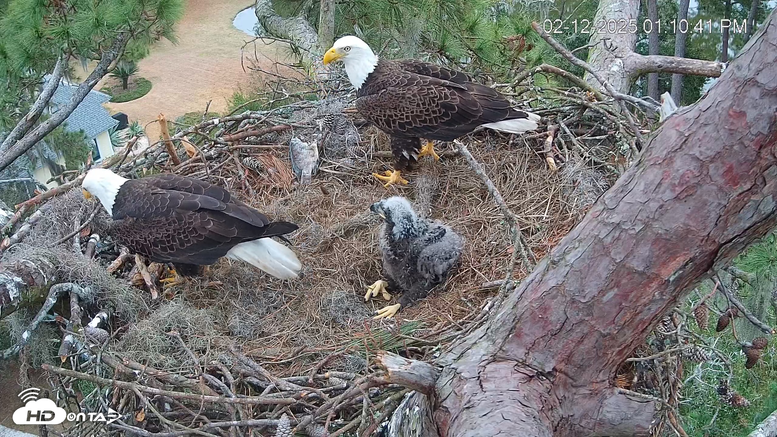 Snapshot of Dataw Island Conservancy Eagles Live Webcam taken Feb 12, 2025, 1:11pm EST