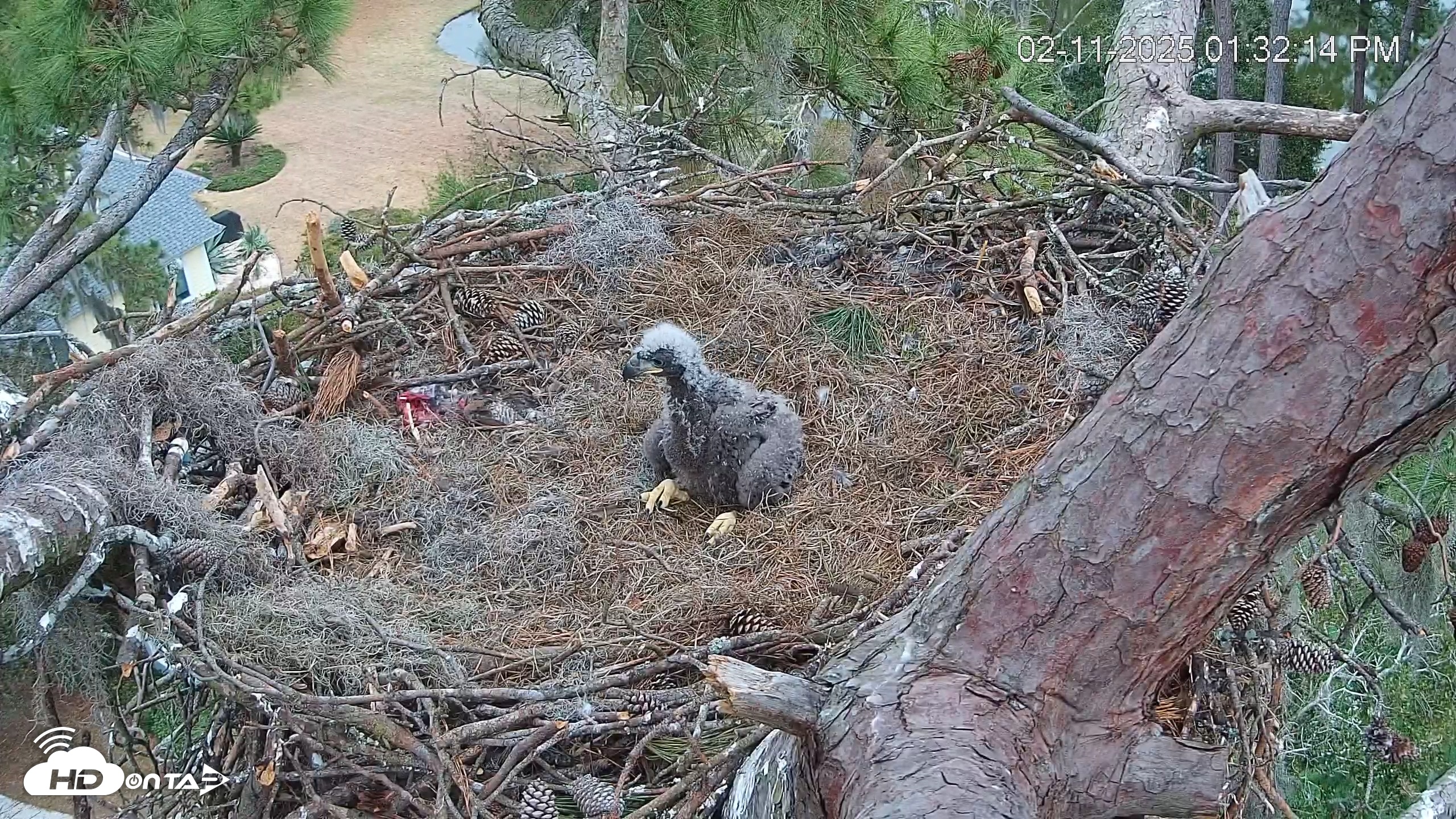 Snapshot of Dataw Island Conservancy Eagles Live Webcam taken Feb 11, 2025, 1:32pm EST