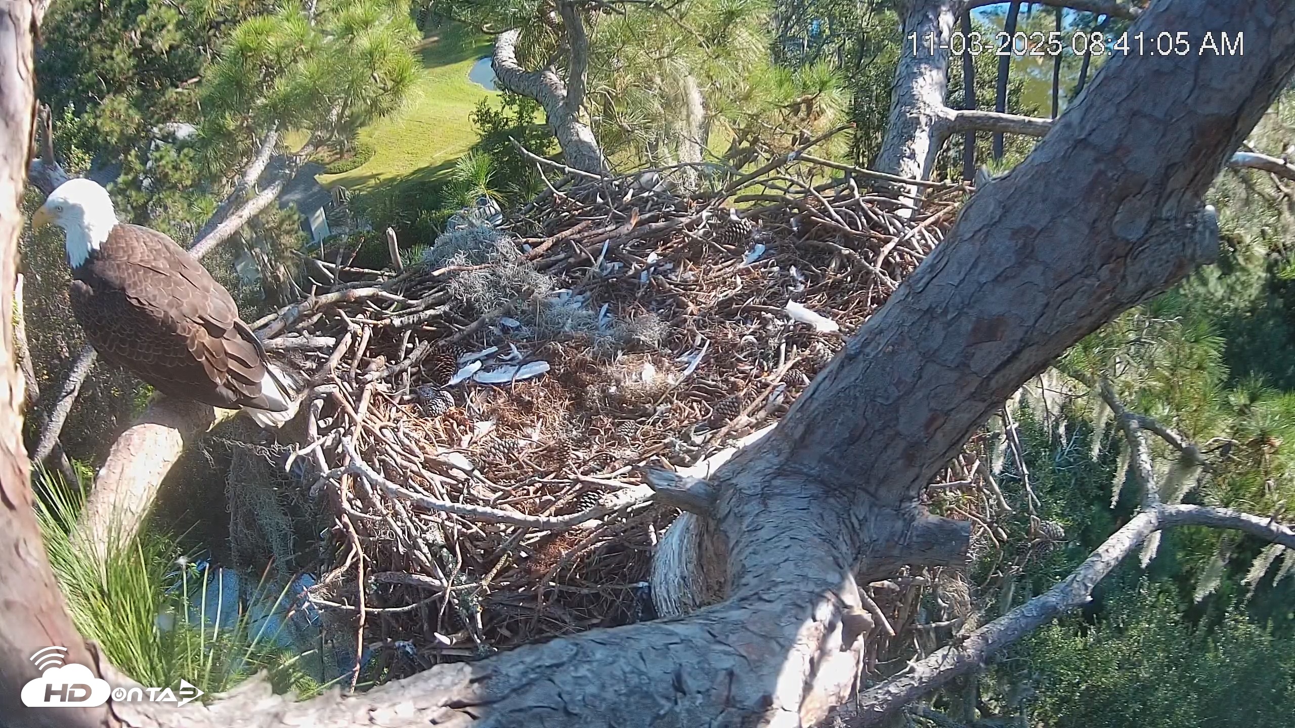 Snapshot of Dataw Island Conservancy Eagles Live Webcam taken Nov 3, 2025, 8:41am EST