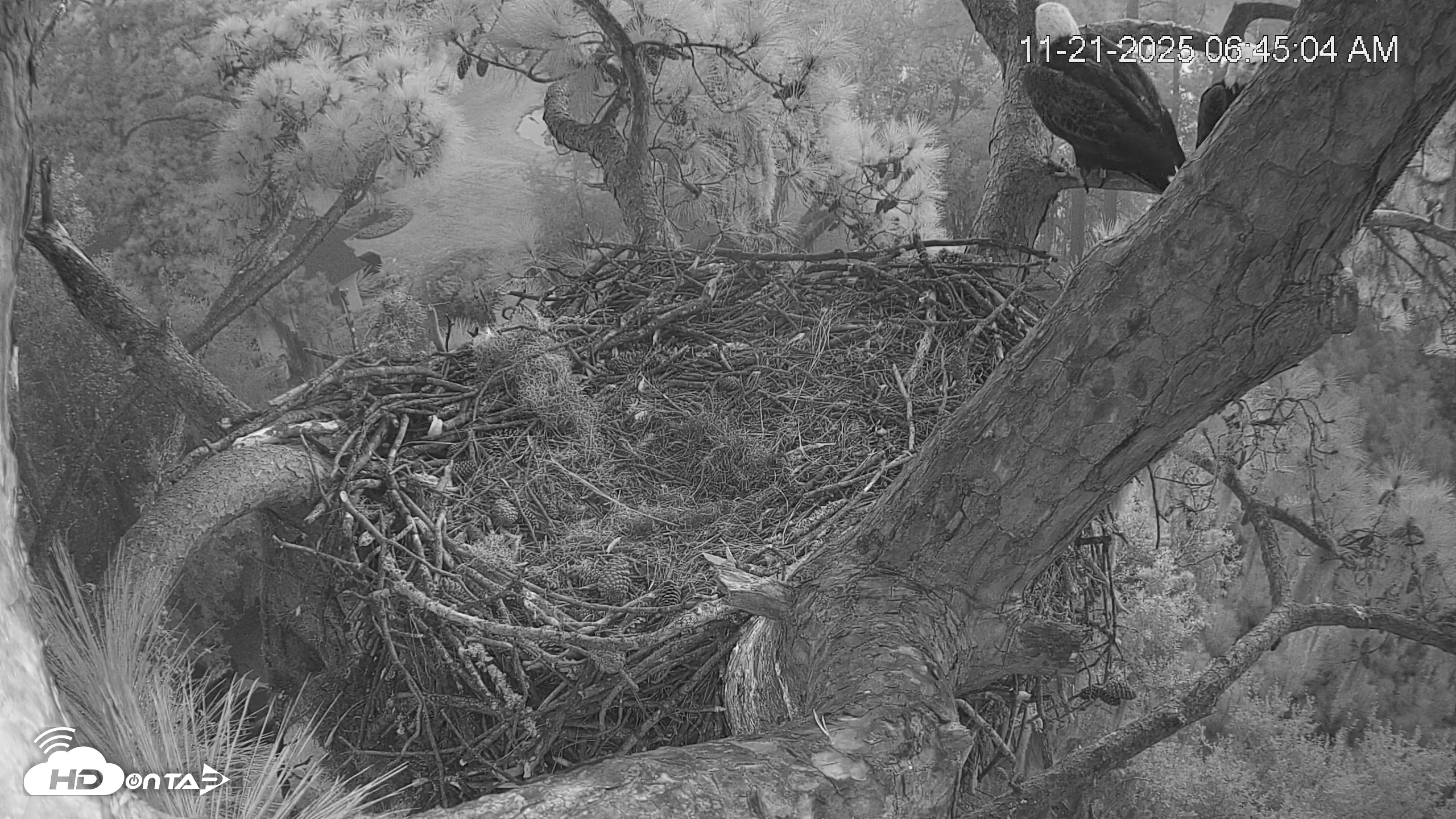 Snapshot of Dataw Island Conservancy Eagles Live Webcam taken Nov 21, 2025, 6:45am EST