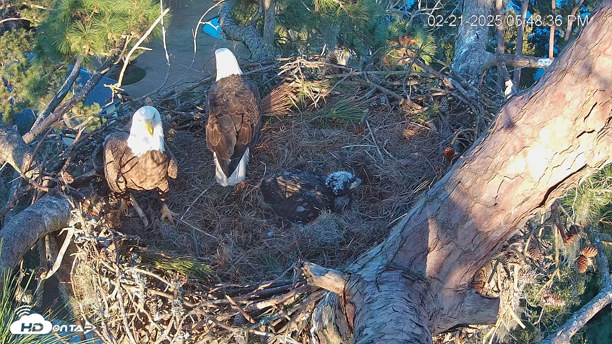 Snapshot of Dataw Island Conservancy Eagles Live Webcam taken Feb 21, 2025, 5:49pm EST