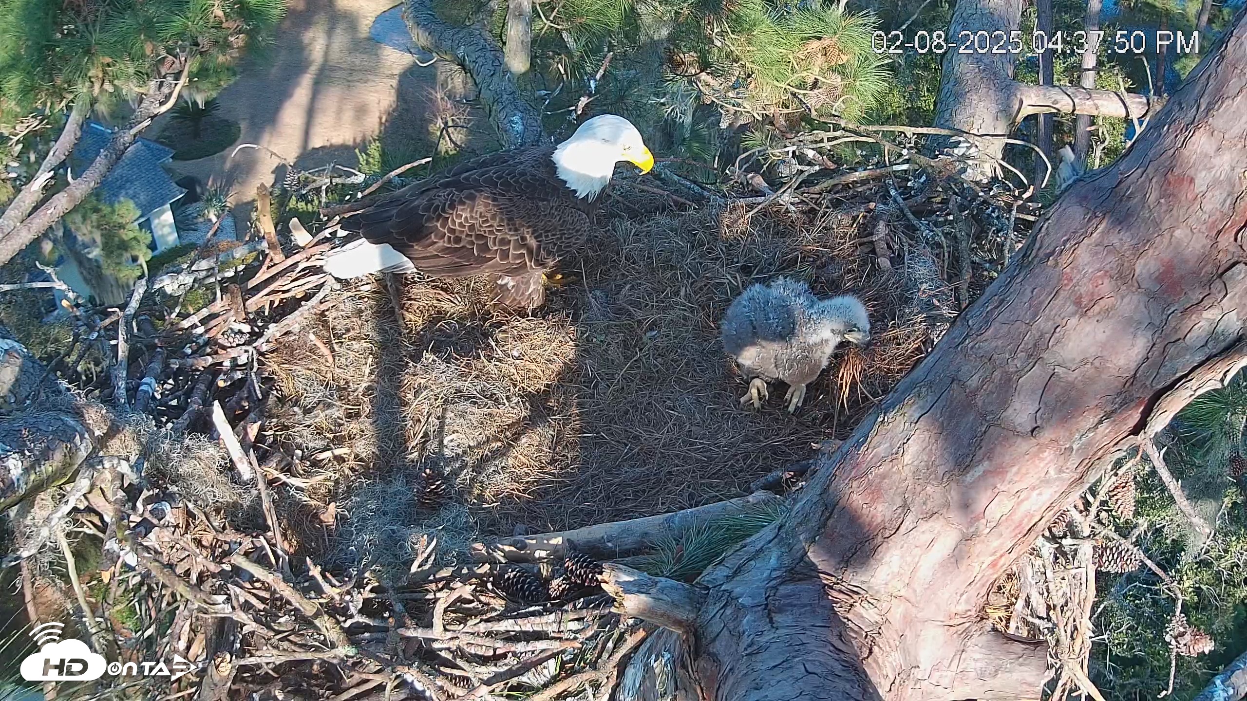 Snapshot of Dataw Island Conservancy Eagles Live Webcam taken Feb 8, 2025, 4:38pm EST