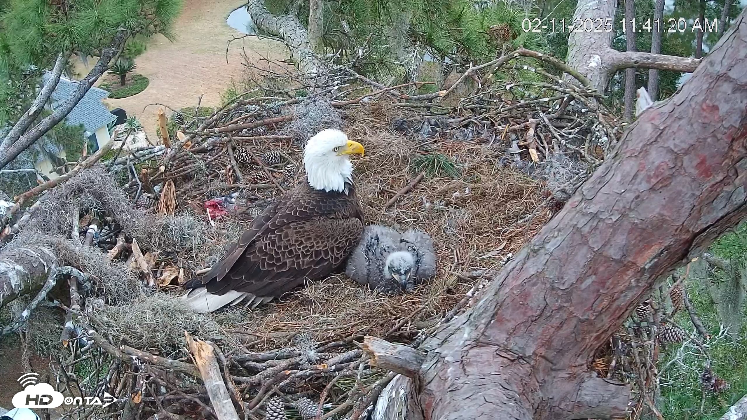 Snapshot of Dataw Island Conservancy Eagles Live Webcam taken Feb 11, 2025, 11:42am EST