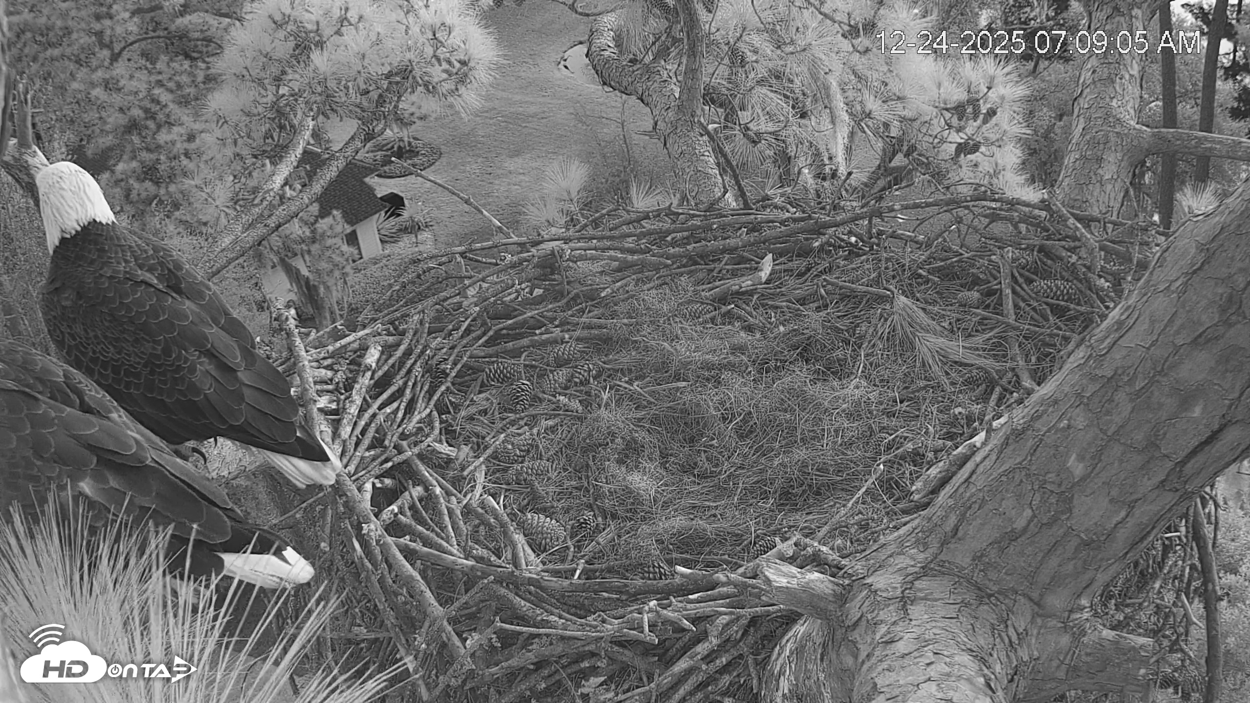 Snapshot of Dataw Island Conservancy Eagles Live Webcam taken Dec 24, 2025, 7:09am EST