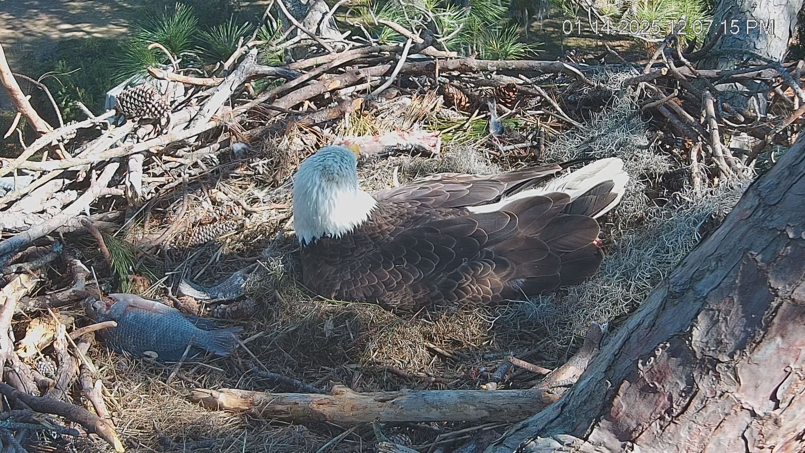 Snapshot of Dataw Island Conservancy Eagles Live Webcam taken Jan 14, 2025, 12:07pm EST