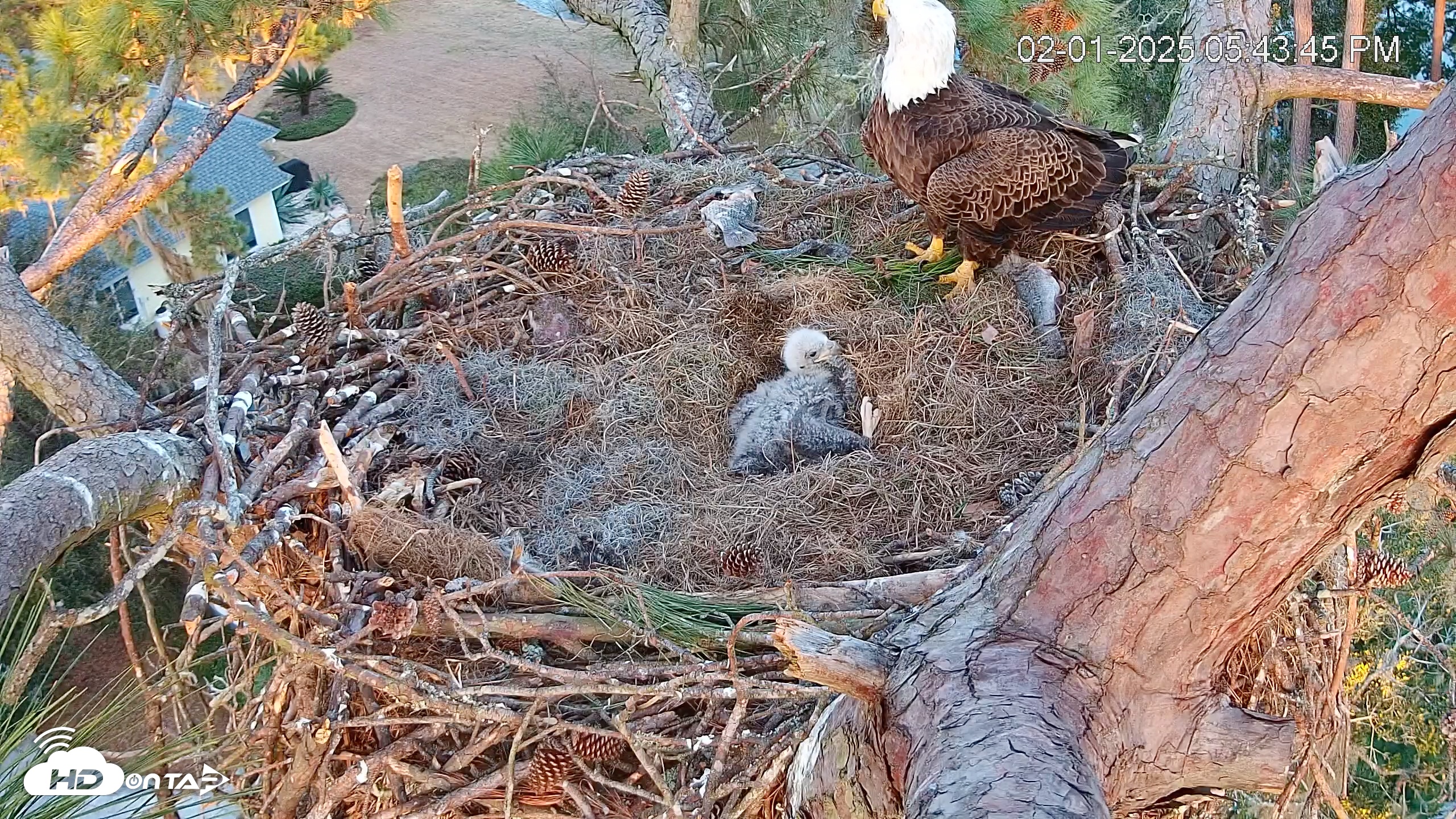 Snapshot of Dataw Island Conservancy Eagles Live Webcam taken Feb 1, 2025, 5:44pm EST