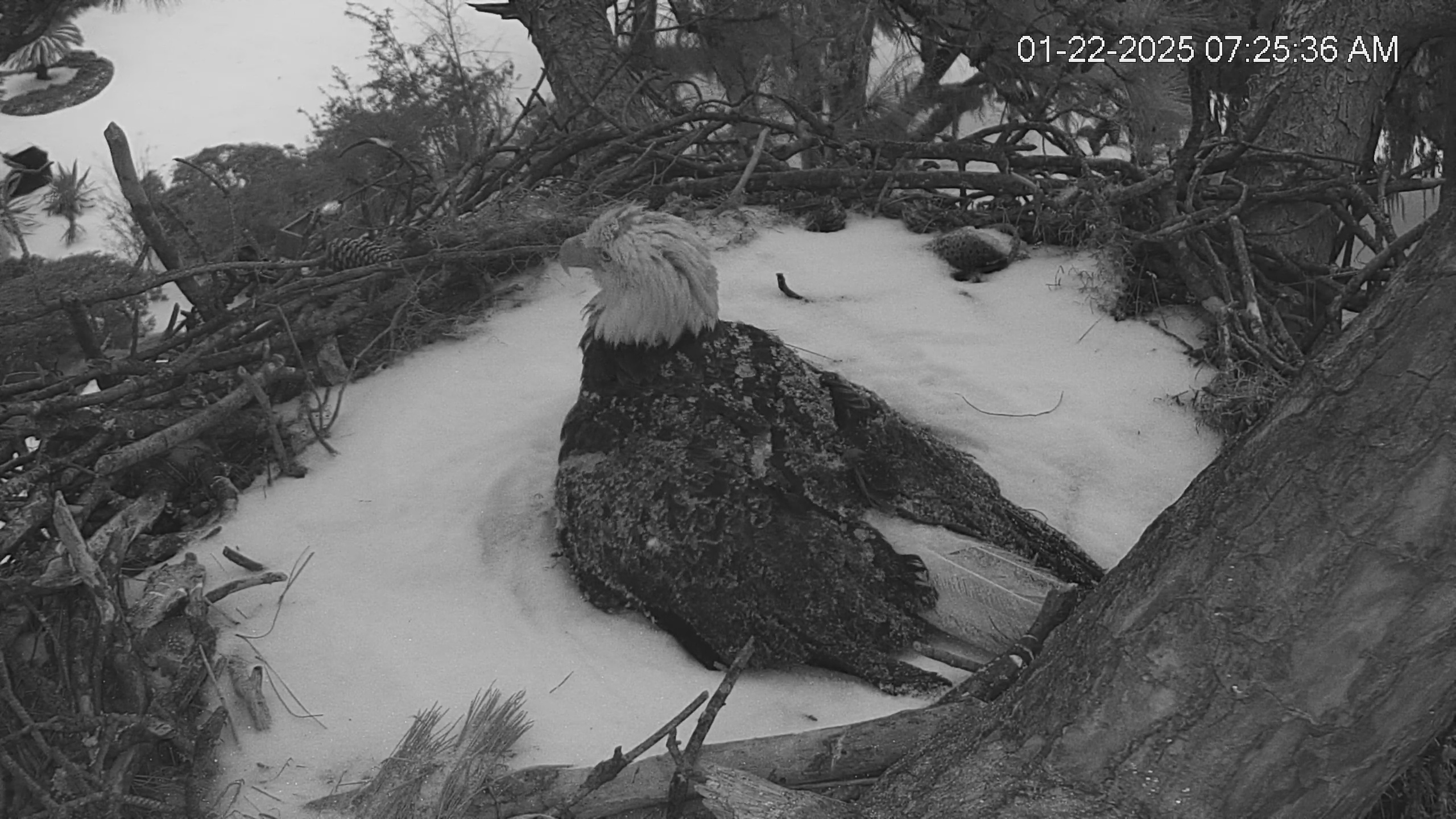 Snapshot of Dataw Island Conservancy Eagles Live Webcam taken Jan 22, 2025, 7:26am EST