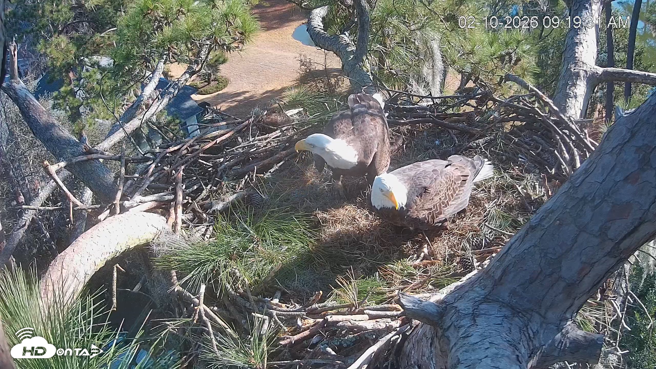 Snapshot of Dataw Island Conservancy Eagles Live Webcam taken Feb 10, 2026, 9:20am EST