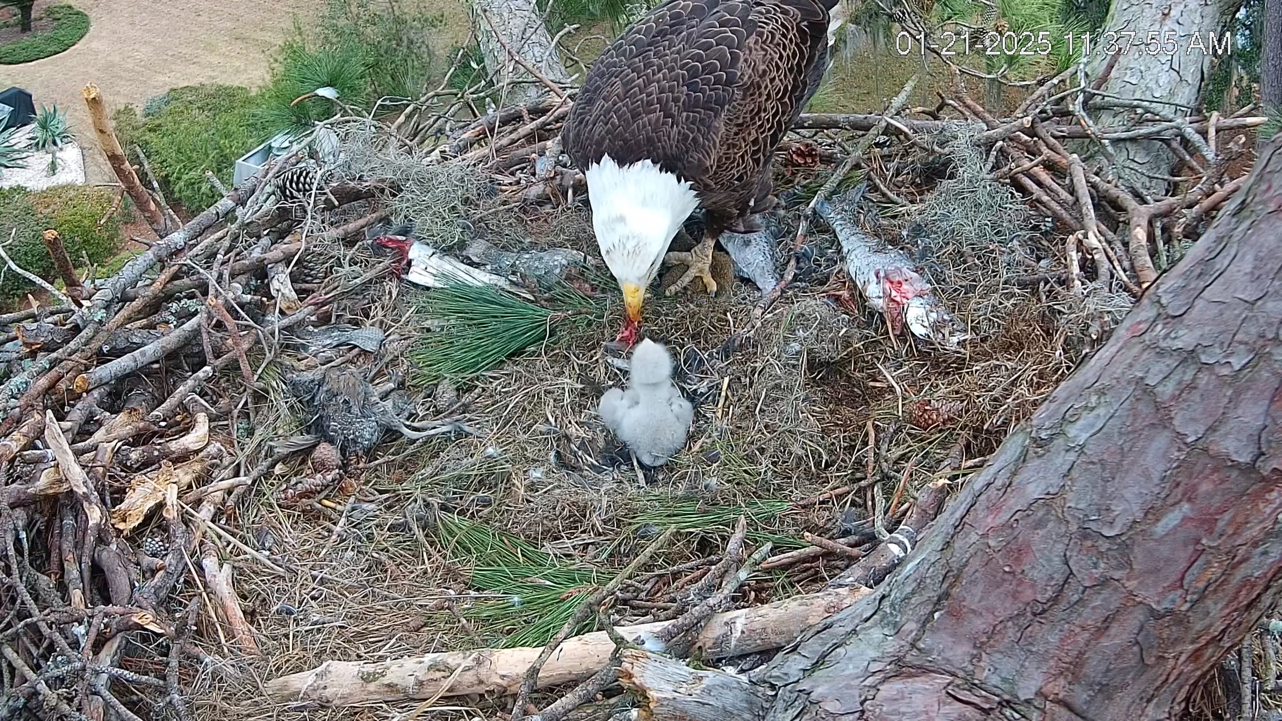 Snapshot of Dataw Island Conservancy Eagles Live Webcam taken Jan 21, 2025, 11:38am EST
