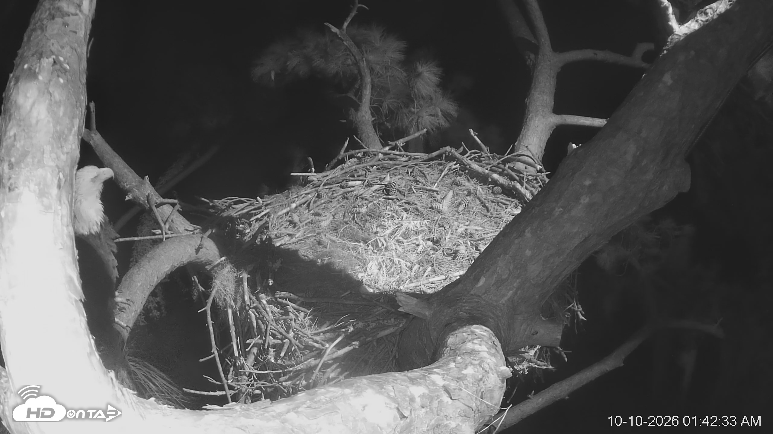 Snapshot of Dataw Island Conservancy Eagles Live Webcam taken Oct 10, 2026, 1:43am EDT