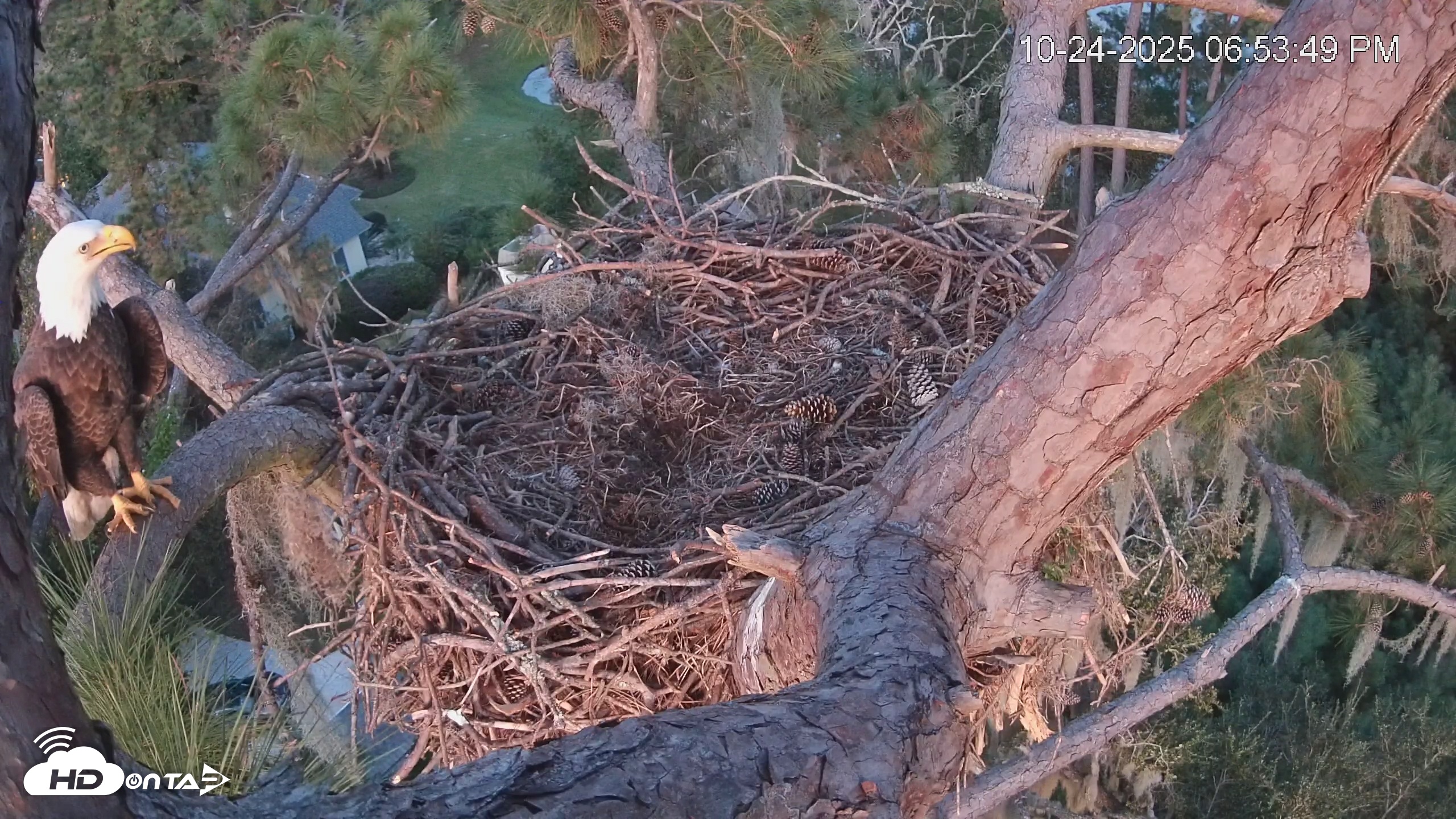 Snapshot of Dataw Island Conservancy Eagles Live Webcam taken Oct 24, 2025, 6:54pm EDT