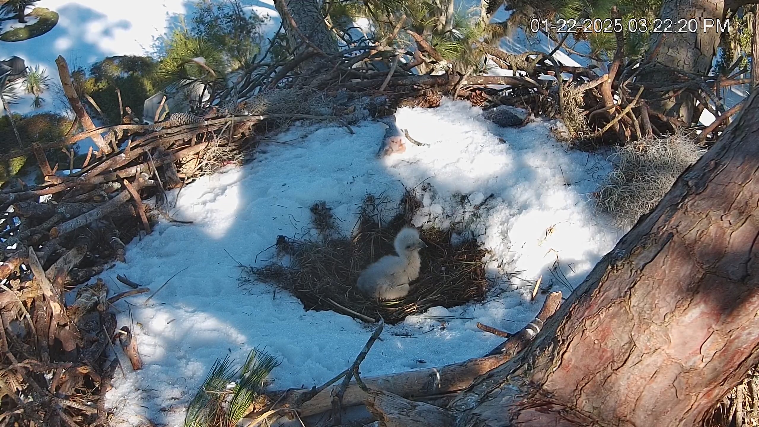 Snapshot of Dataw Island Conservancy Eagles Live Webcam taken Jan 22, 2025, 3:22pm EST