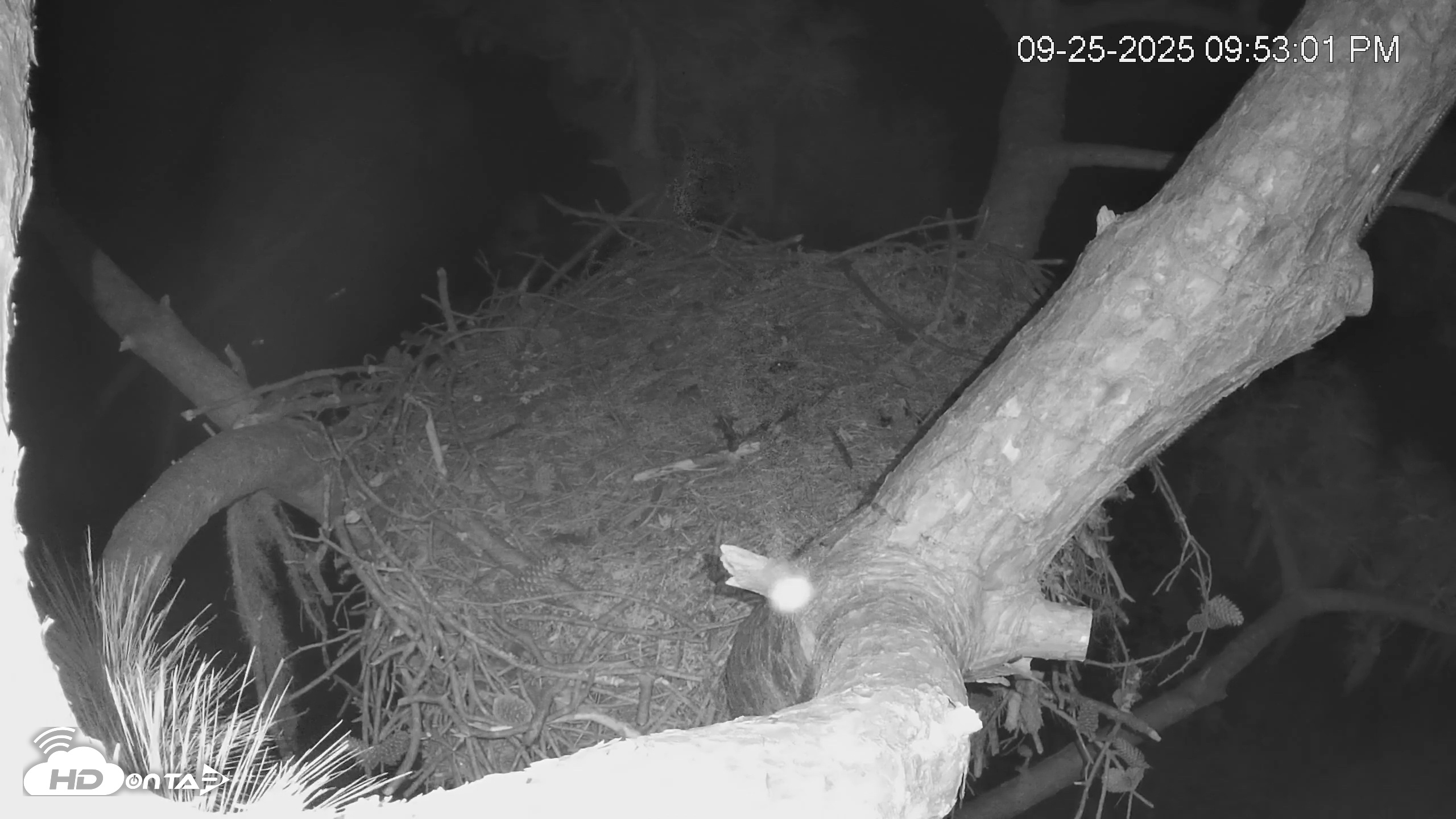 Snapshot of Dataw Island Conservancy Eagles Live Webcam taken Sep 25, 2025, 9:53pm EDT