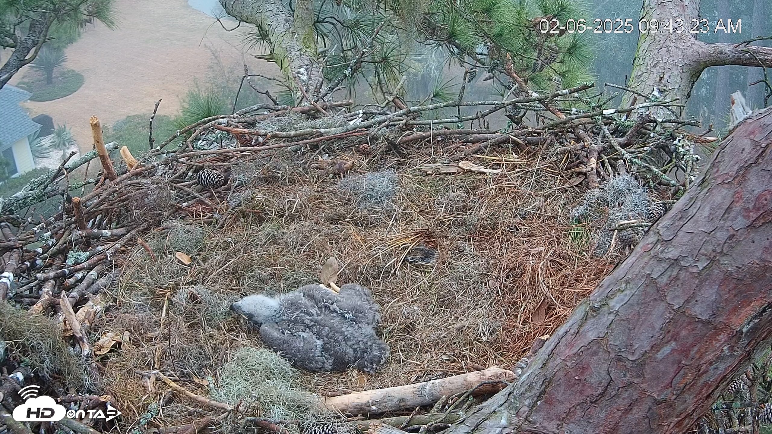 Snapshot of Dataw Island Conservancy Eagles Live Webcam taken Feb 6, 2025, 9:44am EST