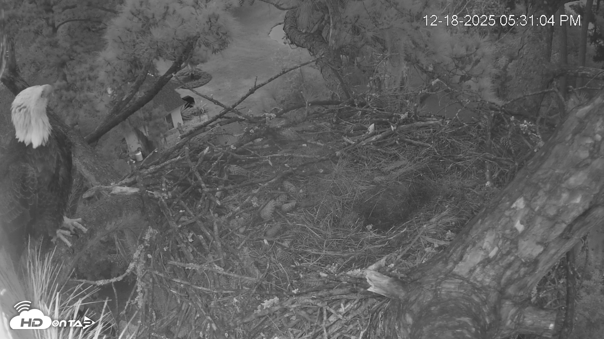Snapshot of Dataw Island Conservancy Eagles Live Webcam taken Dec 18, 2025, 5:31pm EST