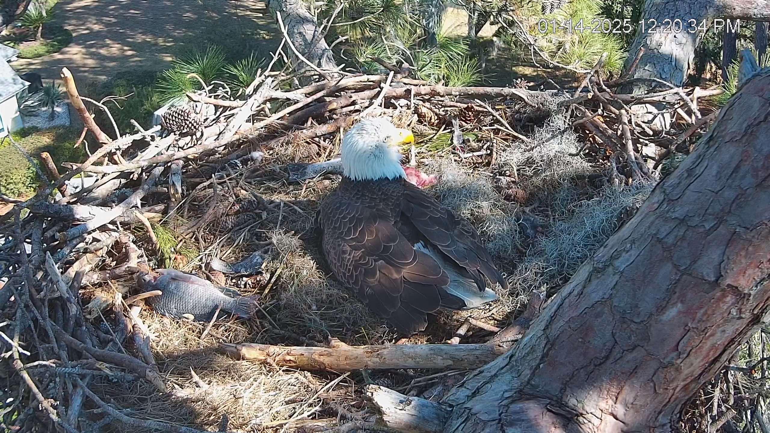 Snapshot of Dataw Island Conservancy Eagles Live Webcam taken Jan 14, 2025, 12:21pm EST