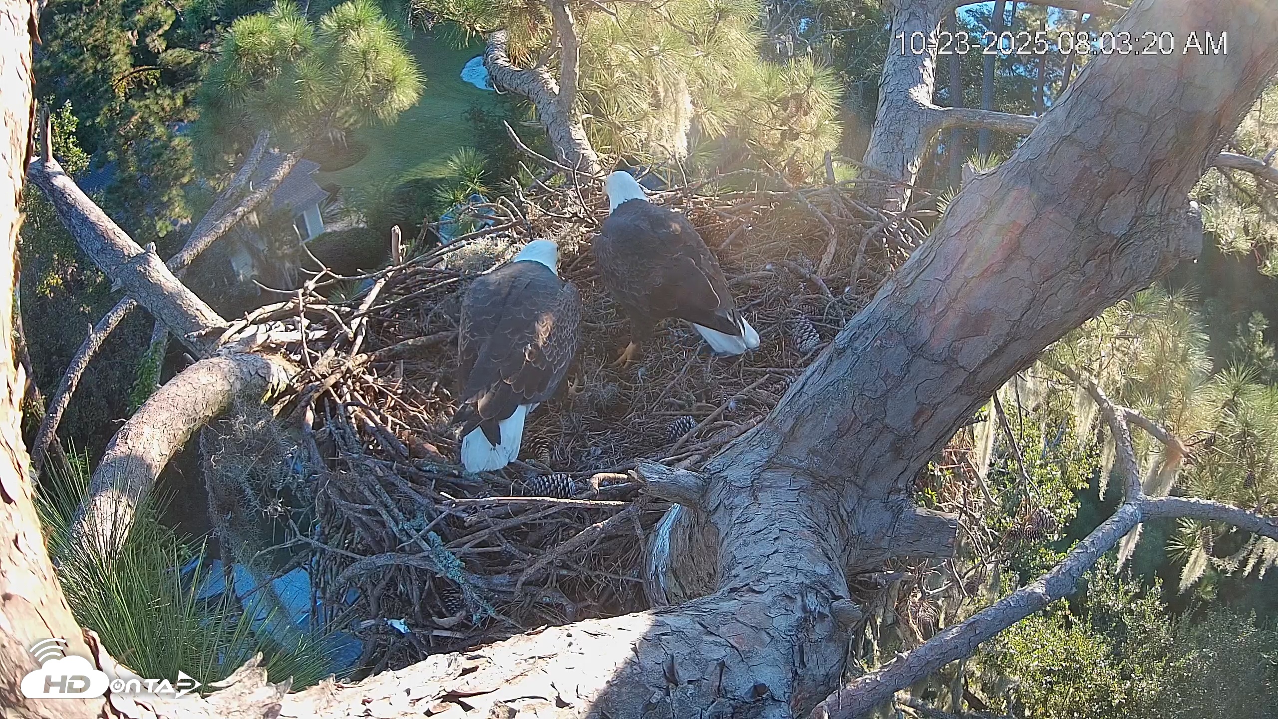 Snapshot of Dataw Island Conservancy Eagles Live Webcam taken Oct 23, 2025, 8:04am EDT