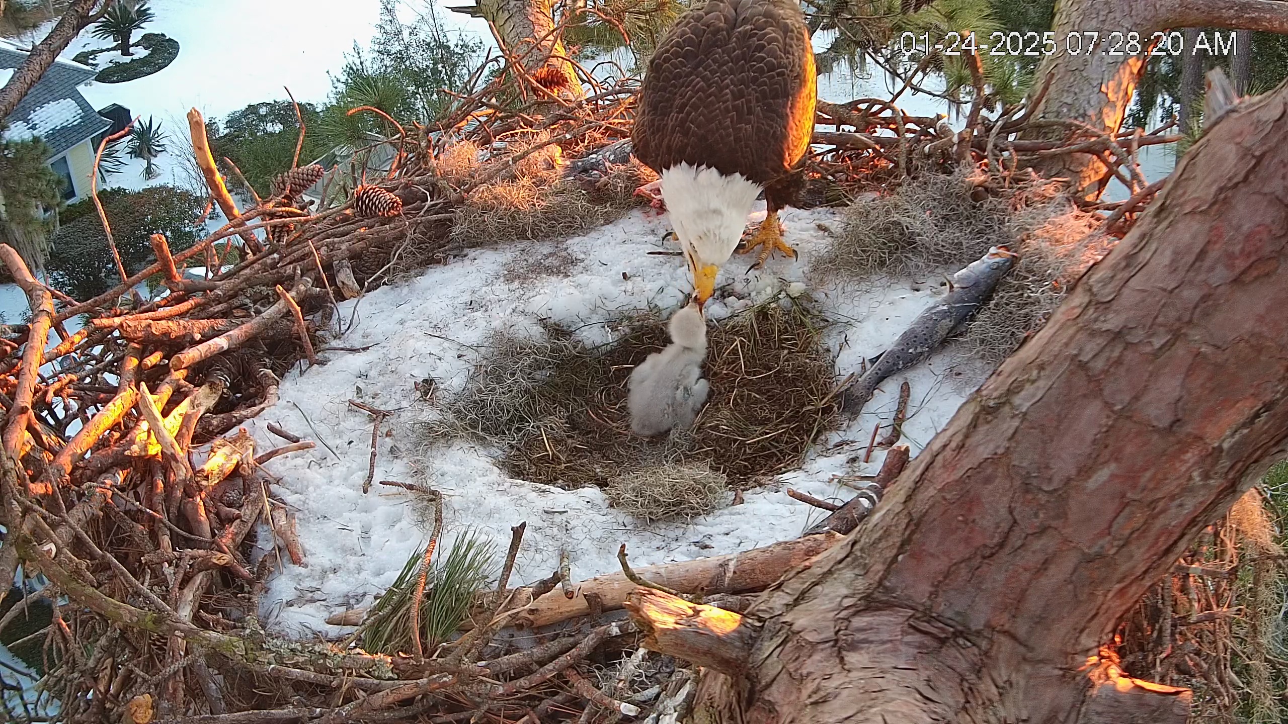 Snapshot of Dataw Island Conservancy Eagles Live Webcam taken Jan 24, 2025, 7:29am EST