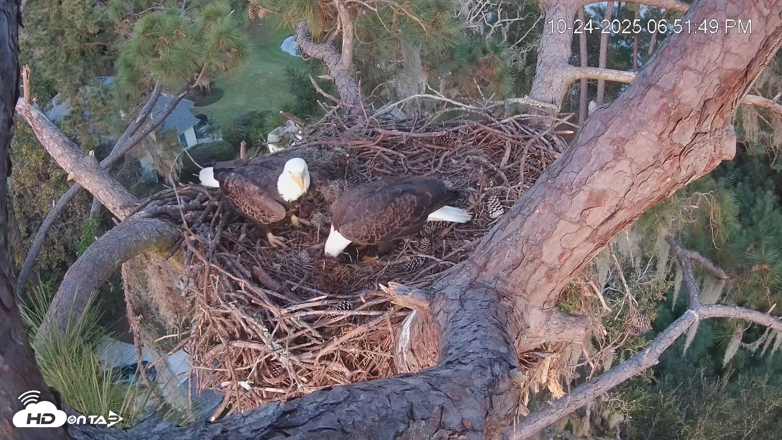 Snapshot of Dataw Island Conservancy Eagles Live Webcam taken Oct 24, 2025, 6:52pm EDT