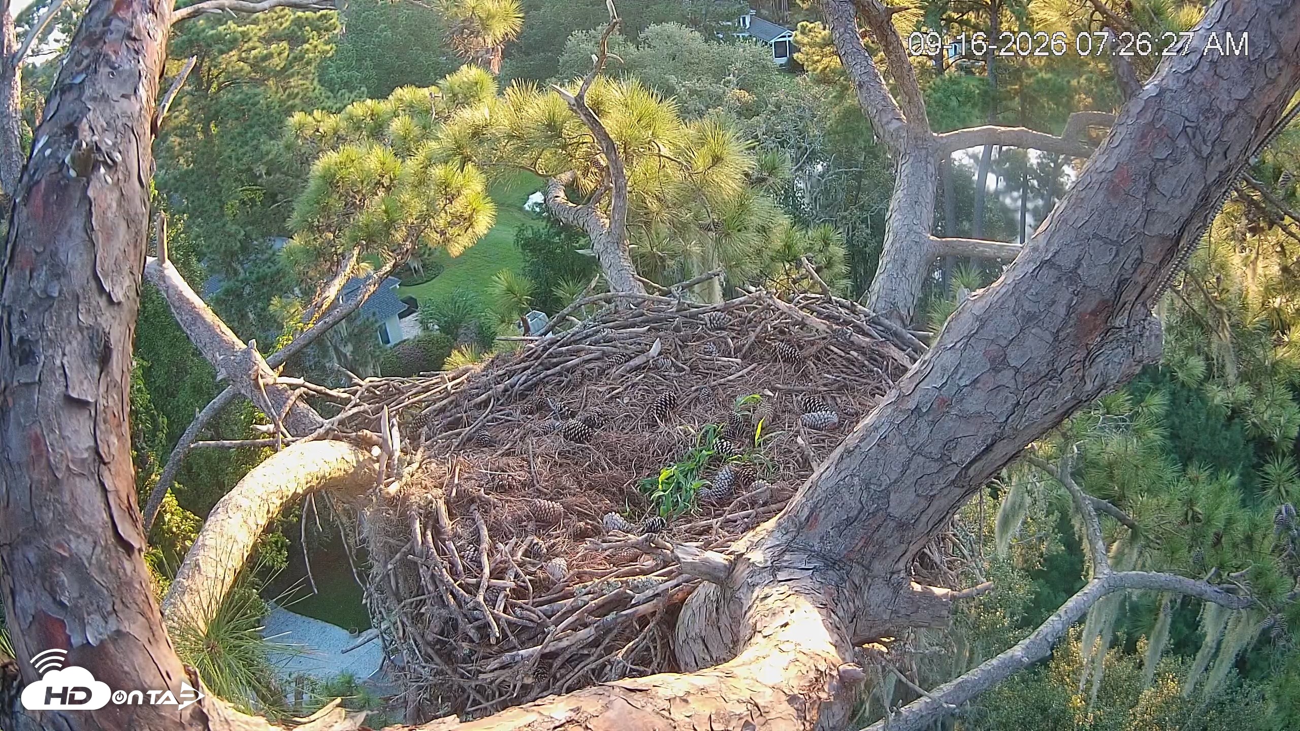 Snapshot of Dataw Island Conservancy Eagles Live Webcam taken Sep 16, 2026, 7:27am EDT