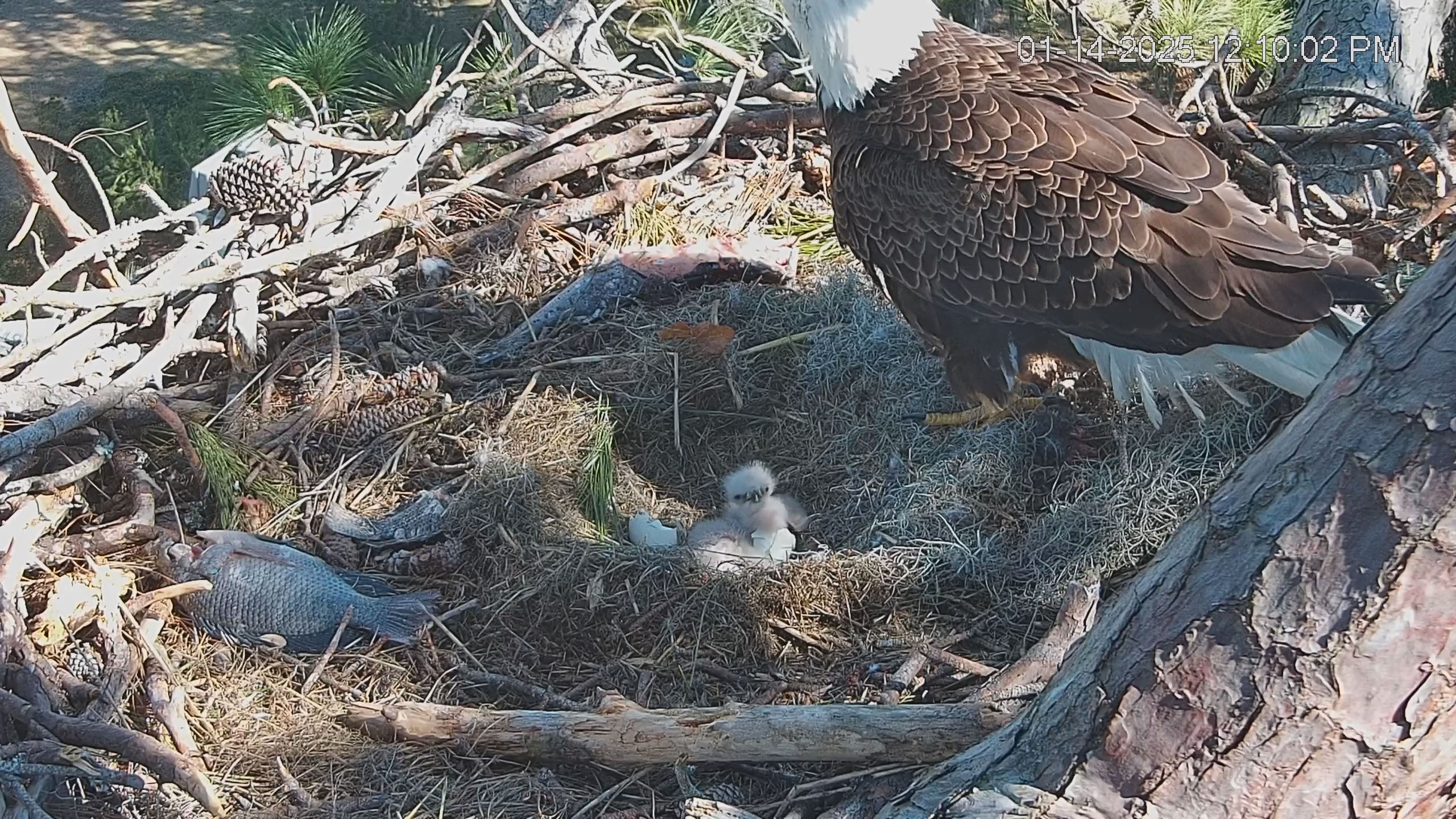 Snapshot of Dataw Island Conservancy Eagles Live Webcam taken Jan 14, 2025, 12:10pm EST