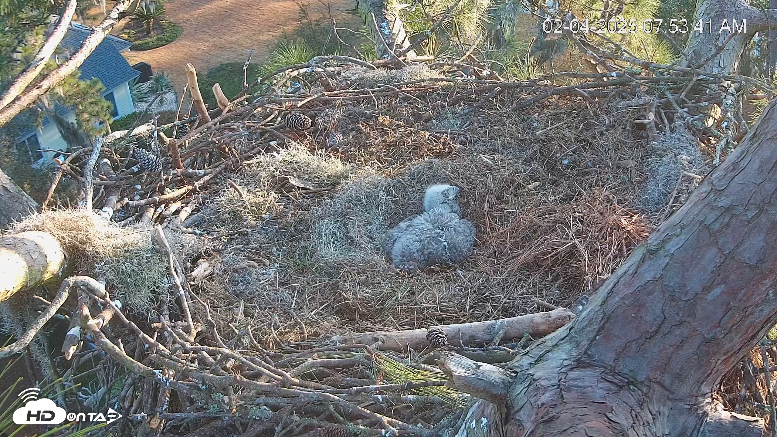 Snapshot of Dataw Island Conservancy Eagles Live Webcam taken Feb 4, 2025, 7:54am EST