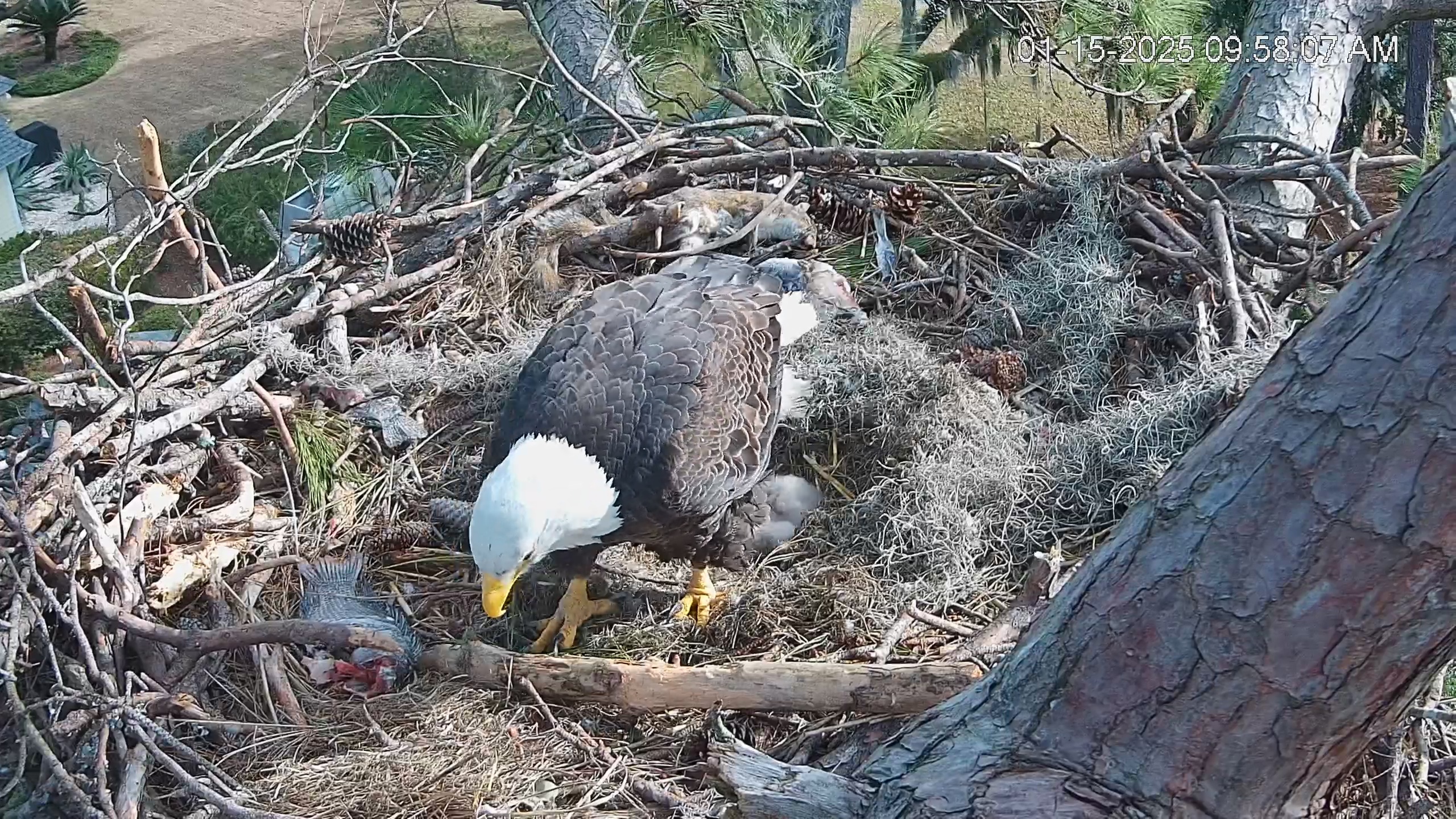 Snapshot of Dataw Island Conservancy Eagles Live Webcam taken Jan 15, 2025, 9:59am EST