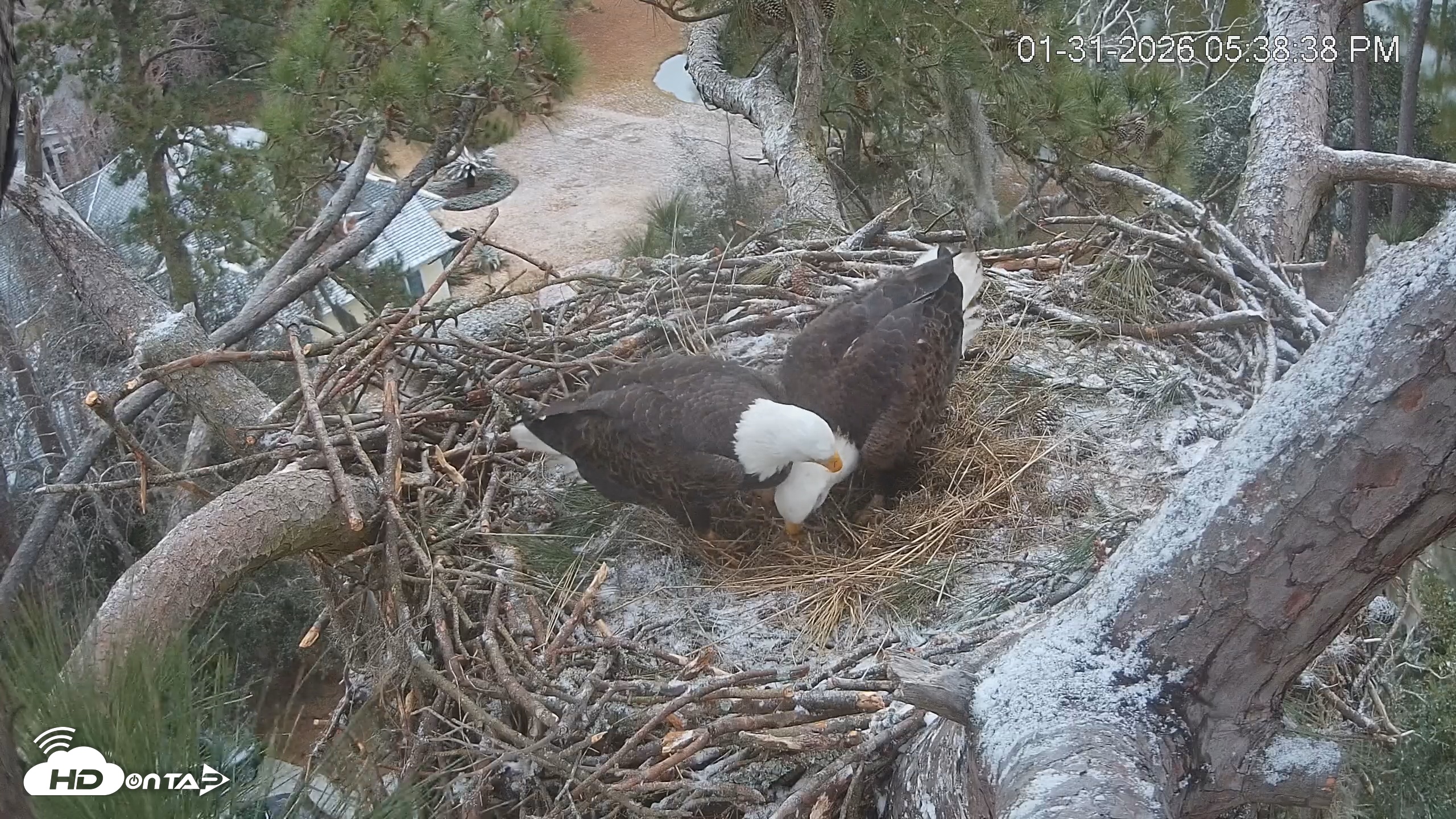 Snapshot of Dataw Island Conservancy Eagles Live Webcam taken Jan 31, 2026, 5:40pm EST