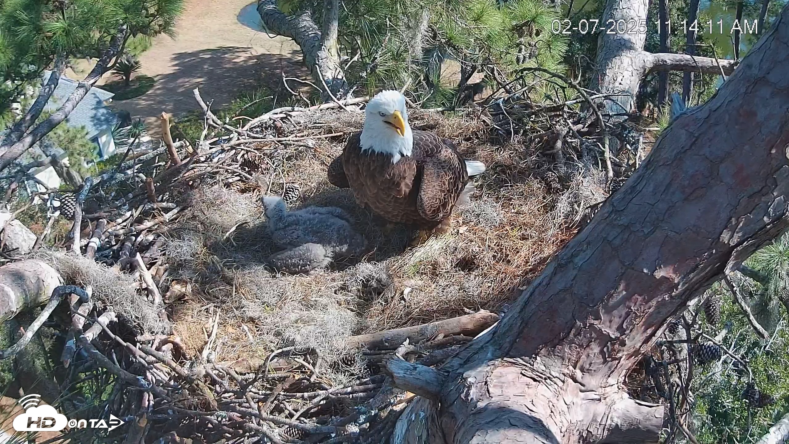 Snapshot of Dataw Island Conservancy Eagles Live Webcam taken Feb 7, 2025, 11:14am EST