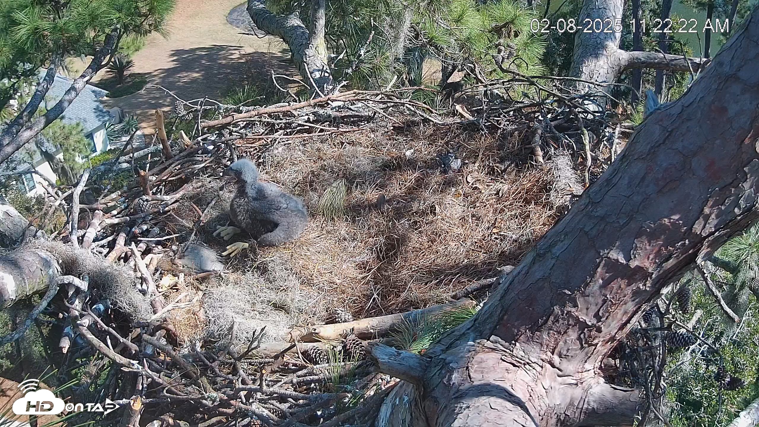 Snapshot of Dataw Island Conservancy Eagles Live Webcam taken Feb 8, 2025, 11:23am EST